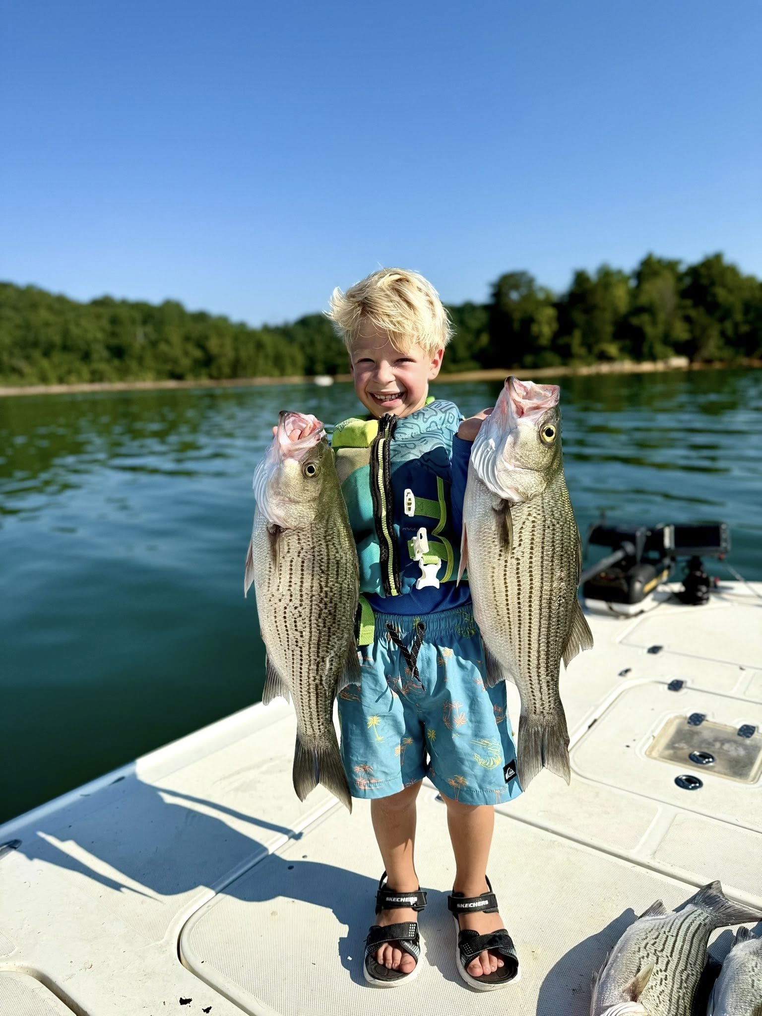 Wiper (hybrid striped bass) caught while fishing in TN