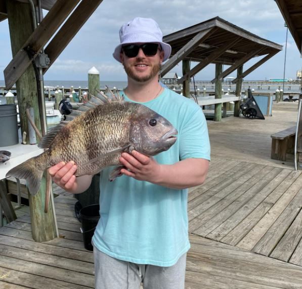 Sheepshead fish caught in AL