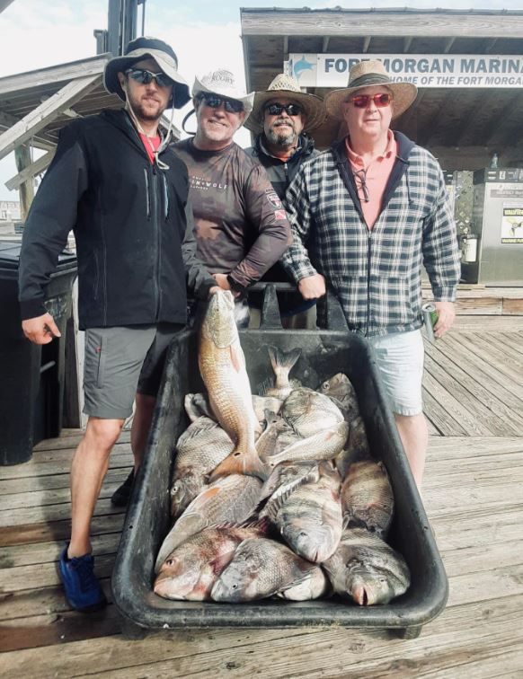 Two sheepshead fish caught in Gulf Shores