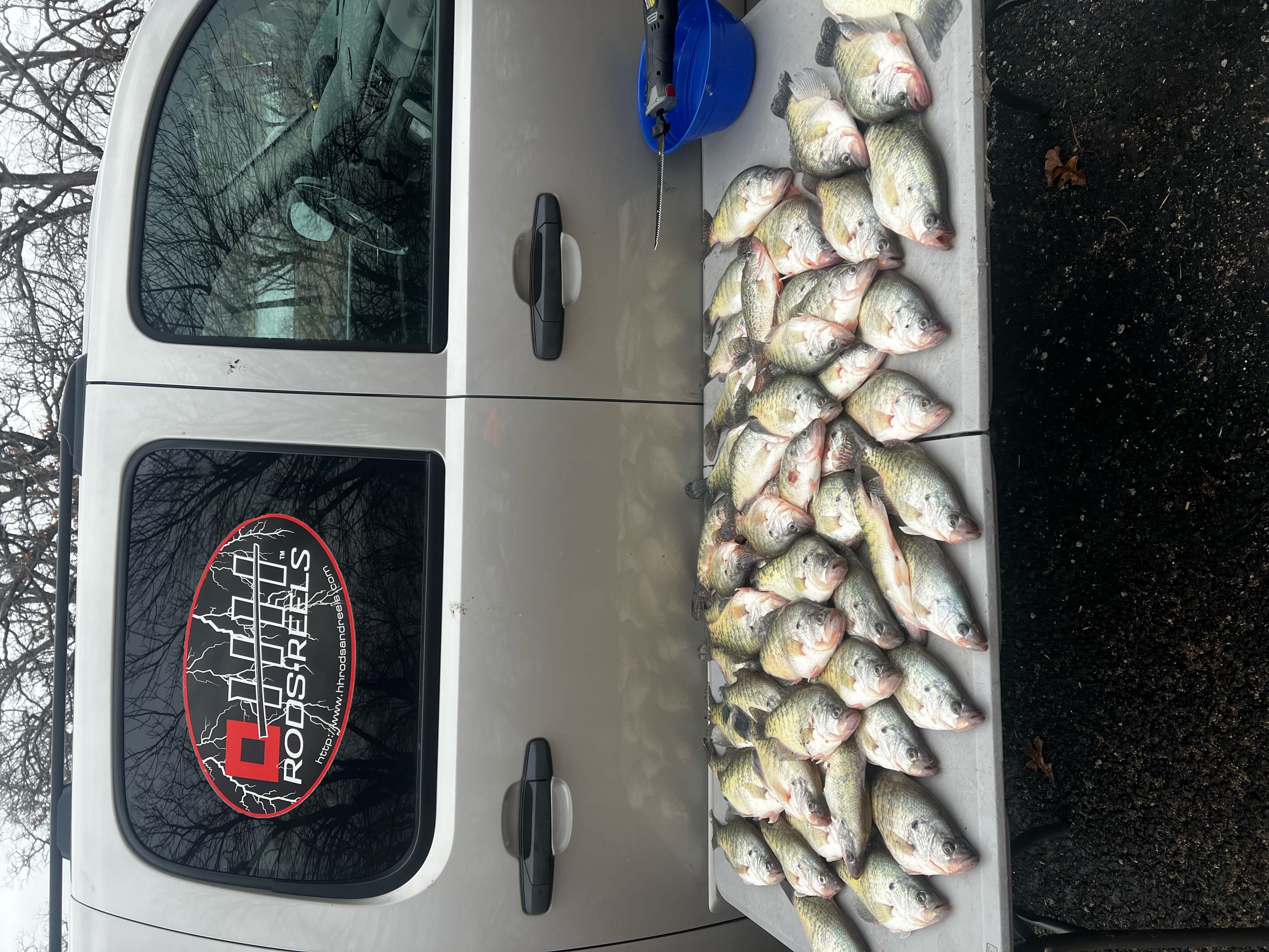 Fish-Species