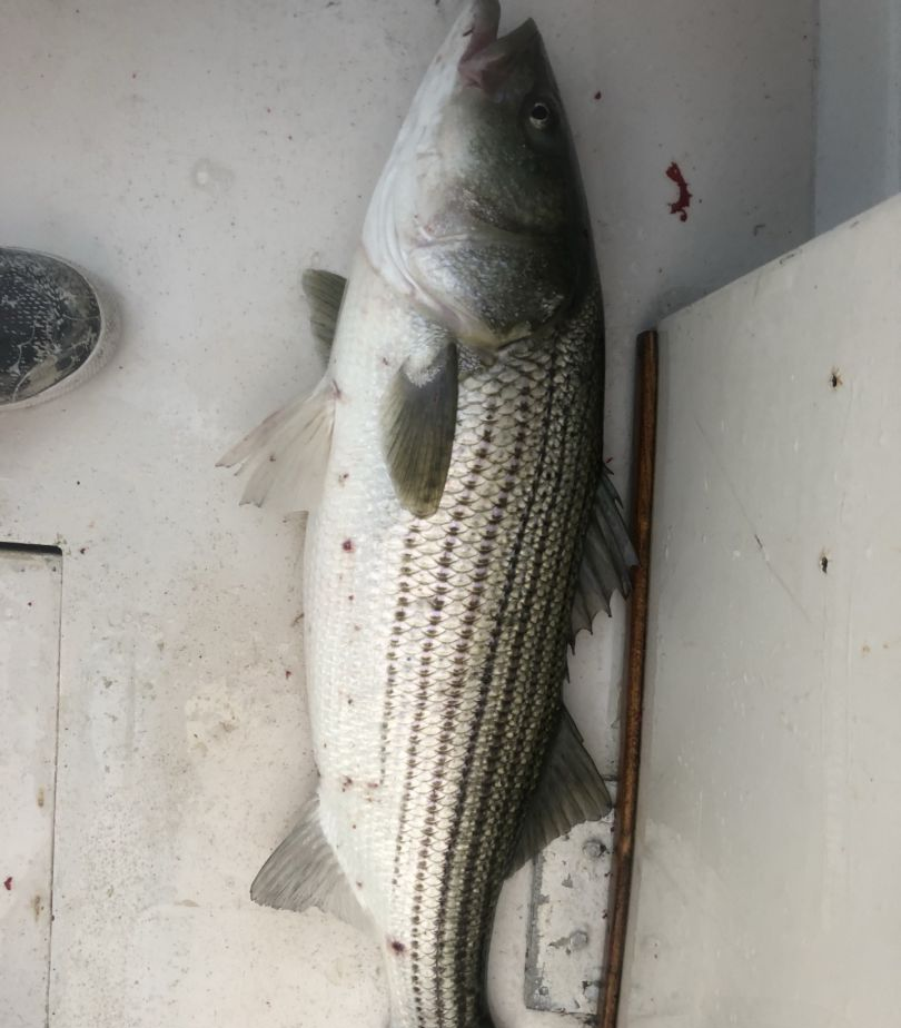 Striped bass caught while fishing in Eastham