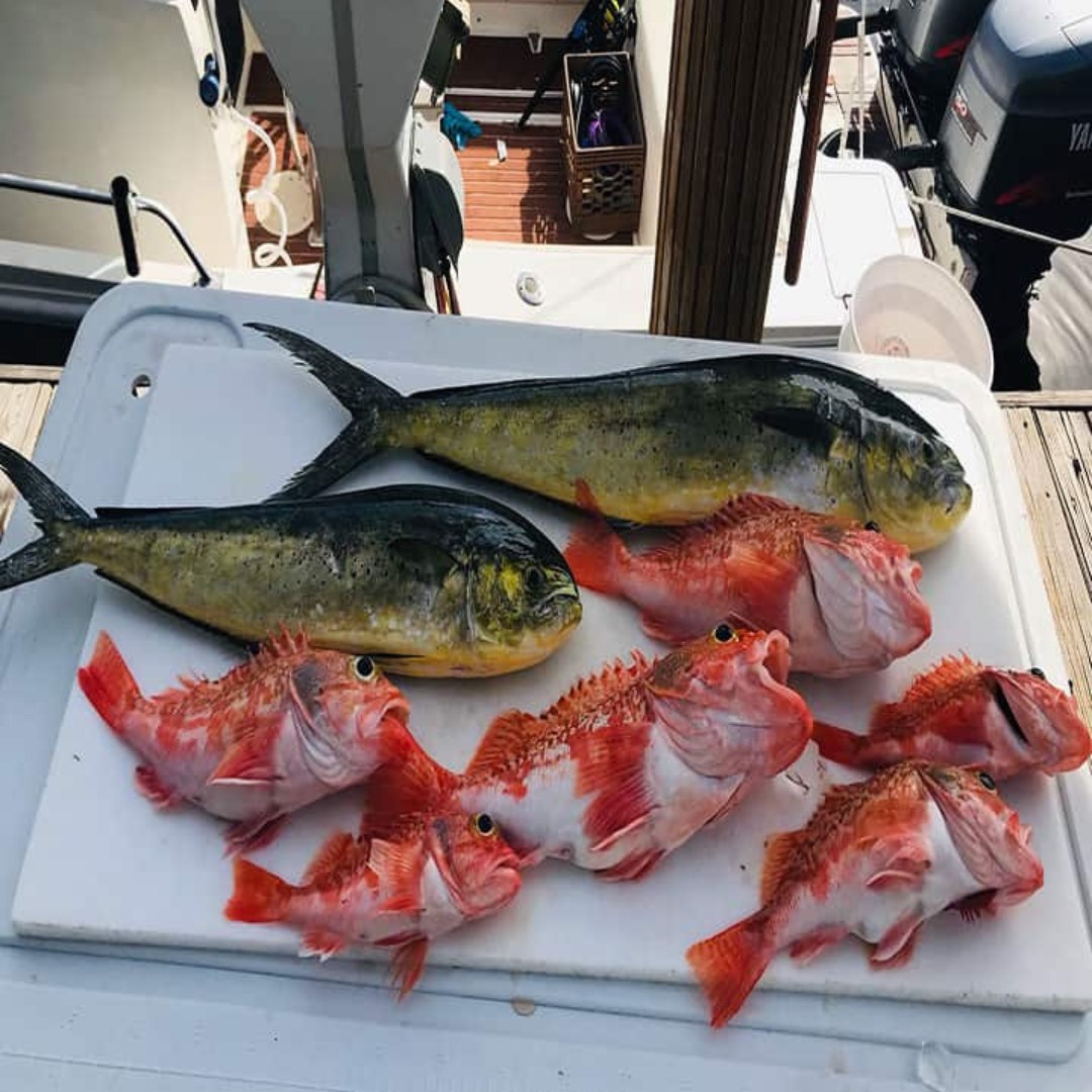 7 anglerfish caught during fishing trip in Pompano Beach