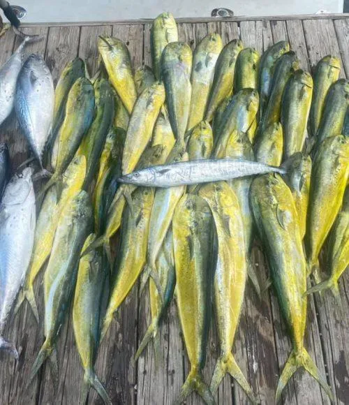 8 cero mackerel fish caught in pompano beach