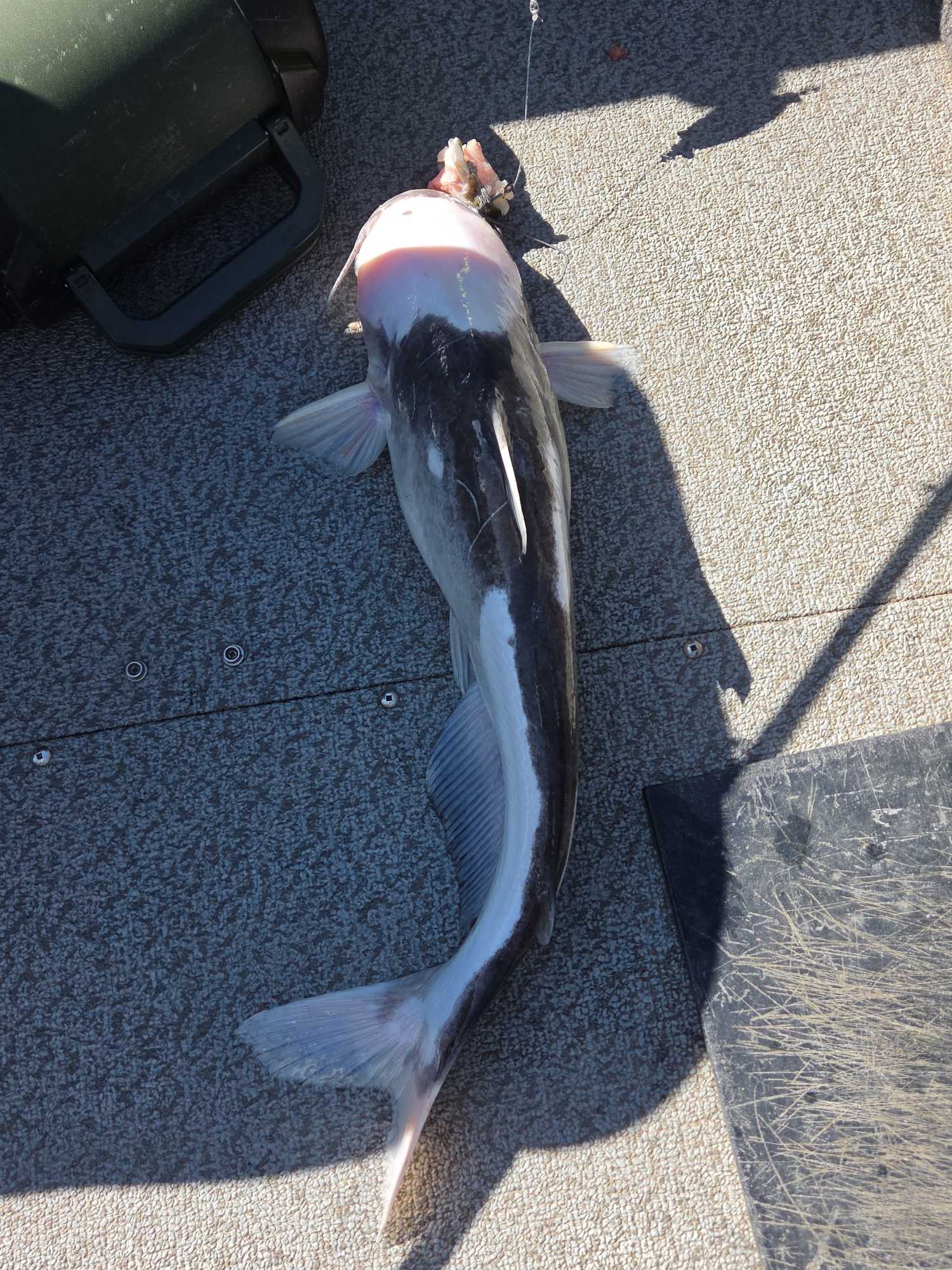 White catfish caught during fishing tour in Manhattan Kansas lying on boat deck