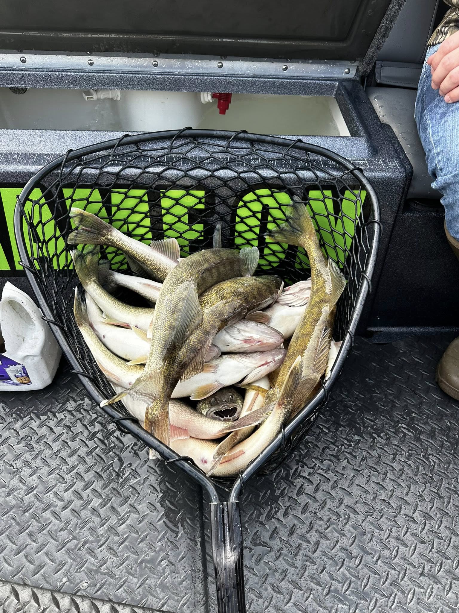 Fishing net full of freshly caught fish on boat deck in Detroit MI