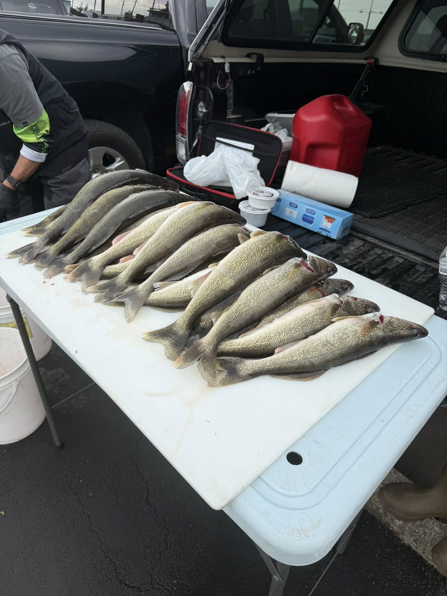 Fresh caught walleye displayed on cleaning table after successful fishing trip in Detroit MI
