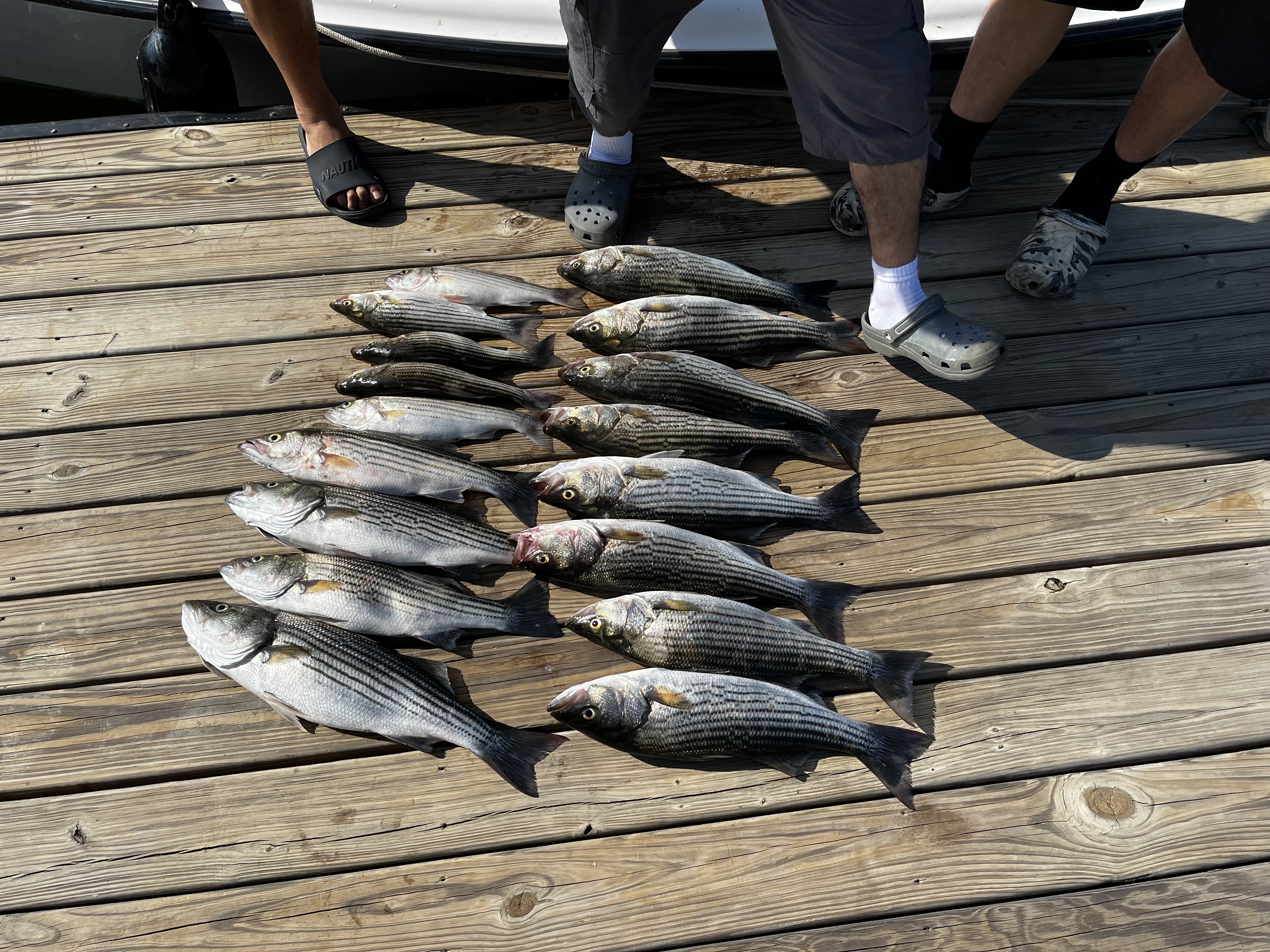 9 striped bass caught at Chapin
