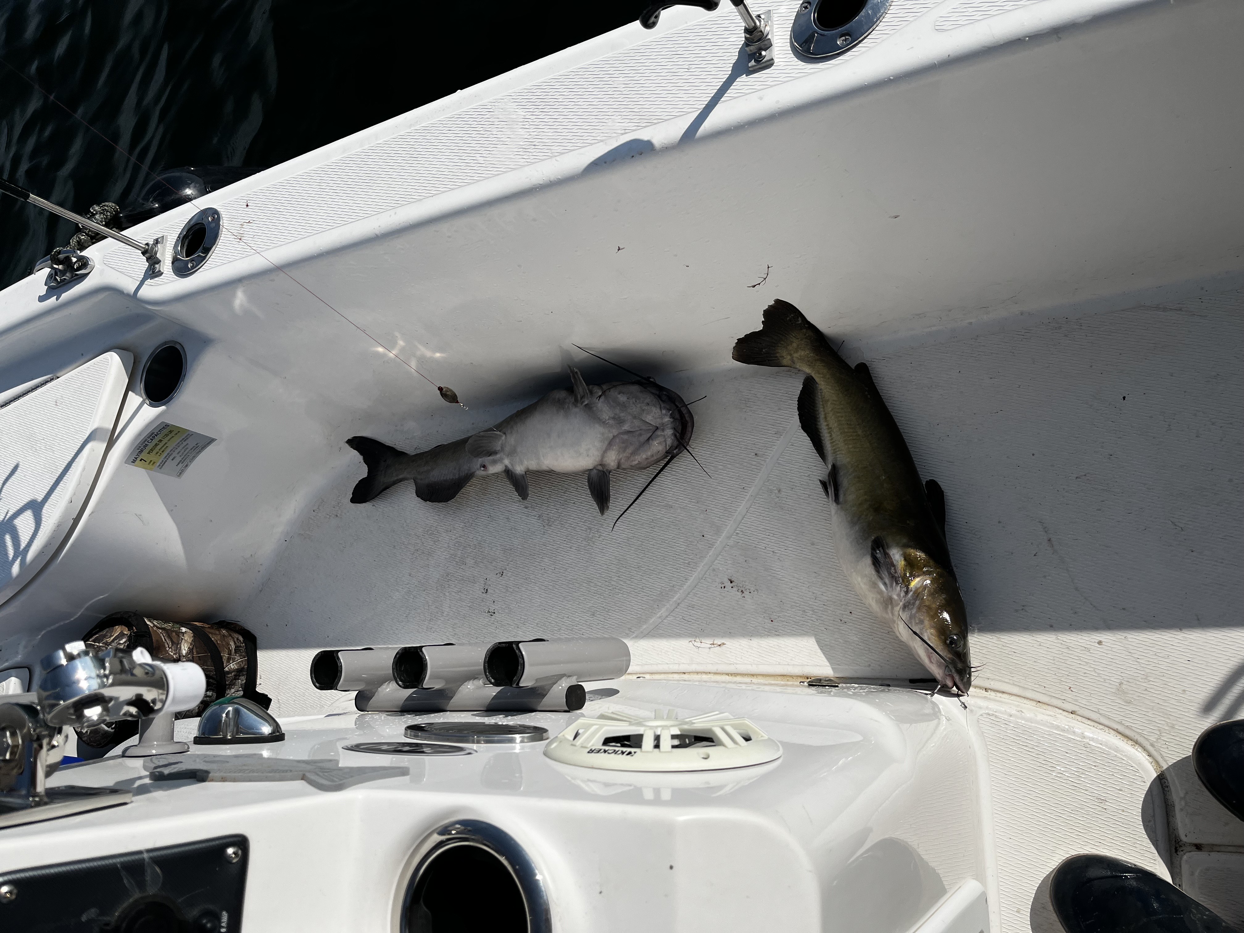 Two channel catfish in Chapin