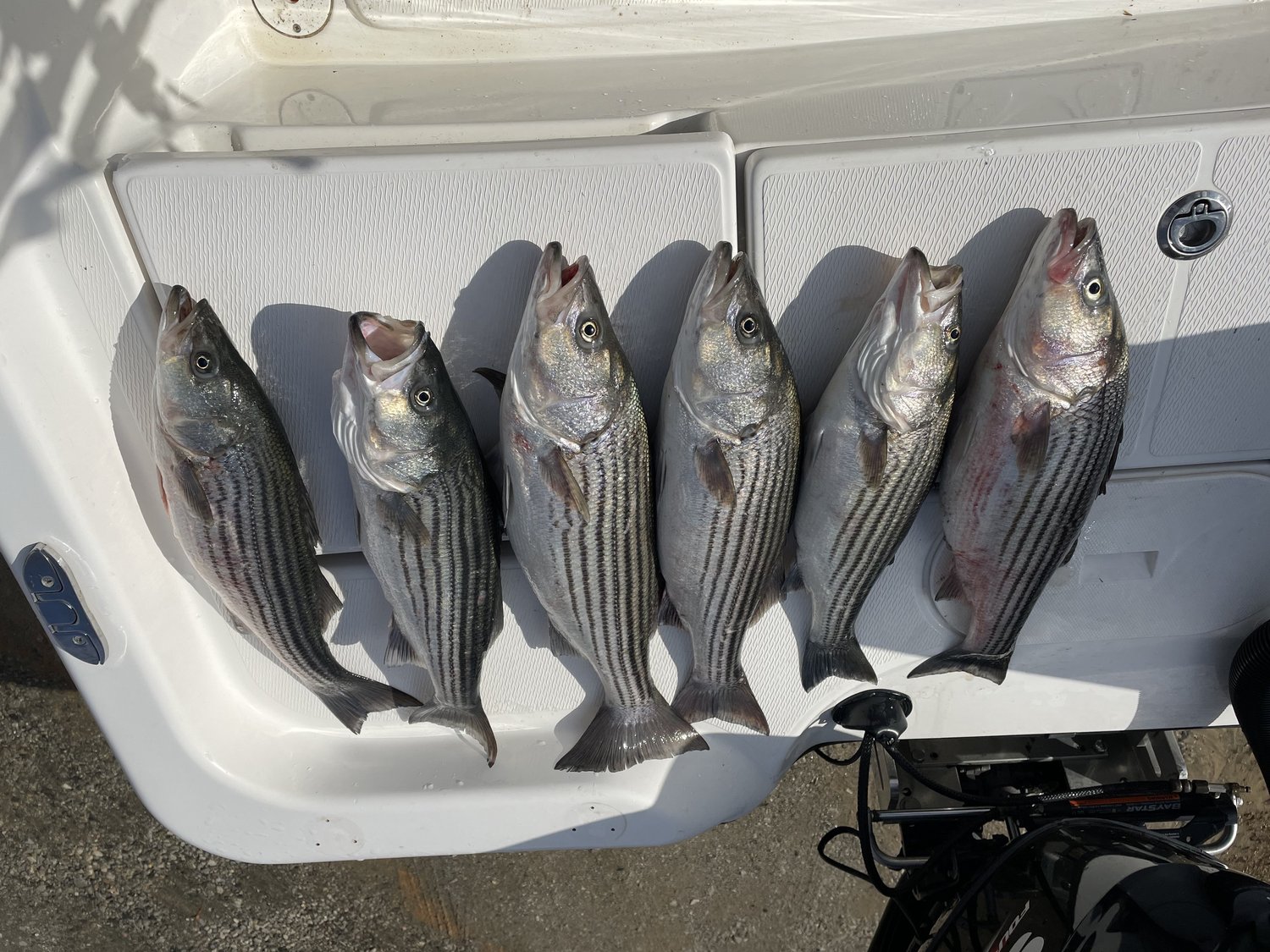Six striped bass caught in South Carolina