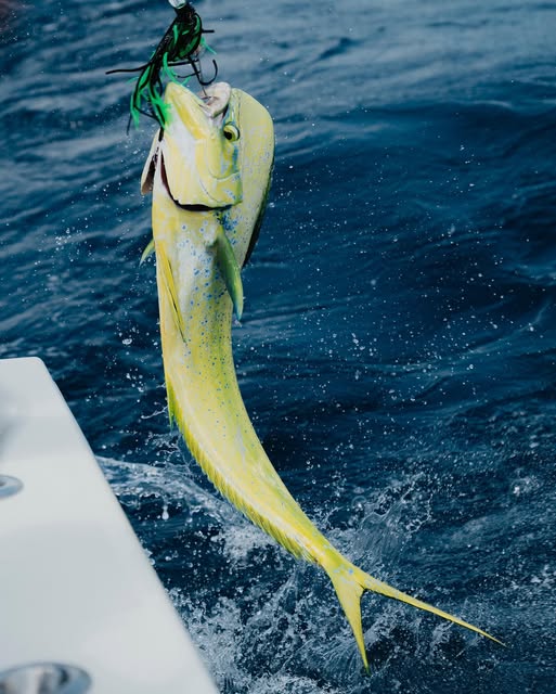 Mahi mahi fish being caught on fishing line over blue ocean water in Mount Pleasant SC