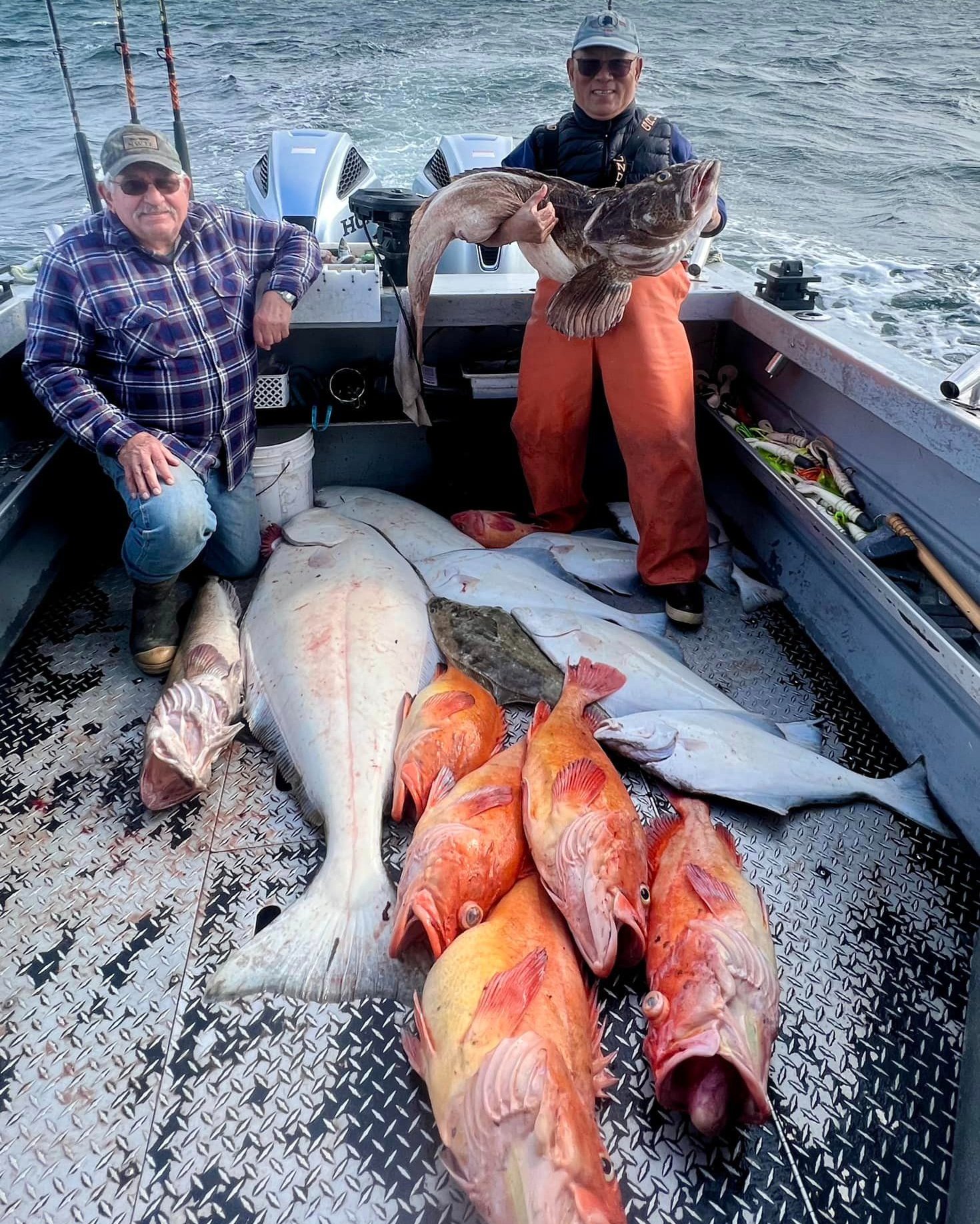 6 lingcod caught during fishing cruises and tours in Homer, Alaska
