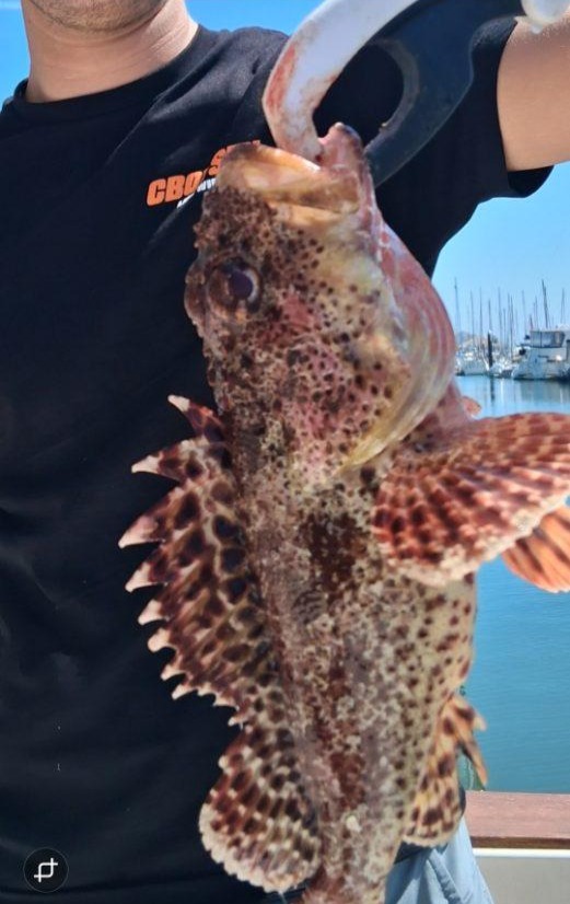 California Scorpionfish caught fishing in Dana Point CA showing spiny fins and mottled coloration