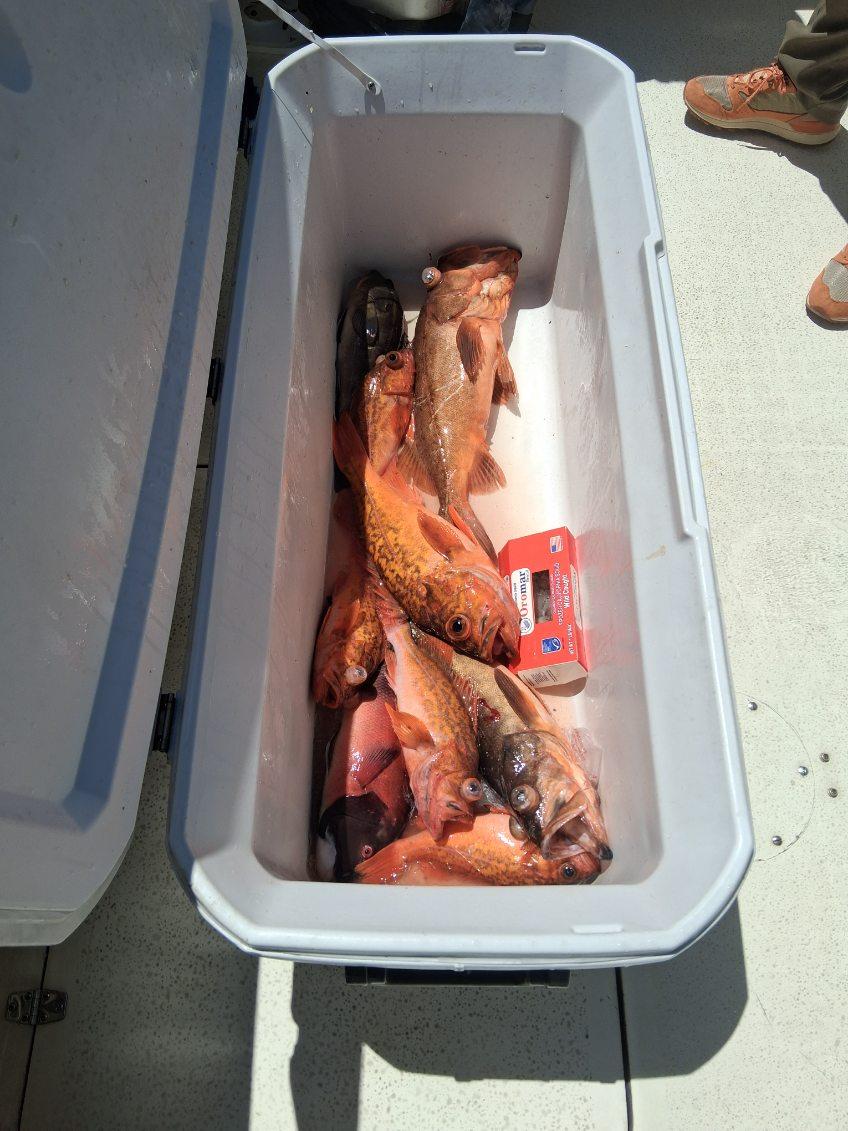 Fresh caught rockfish and lingcod in cooler from Dana Point fishing trip