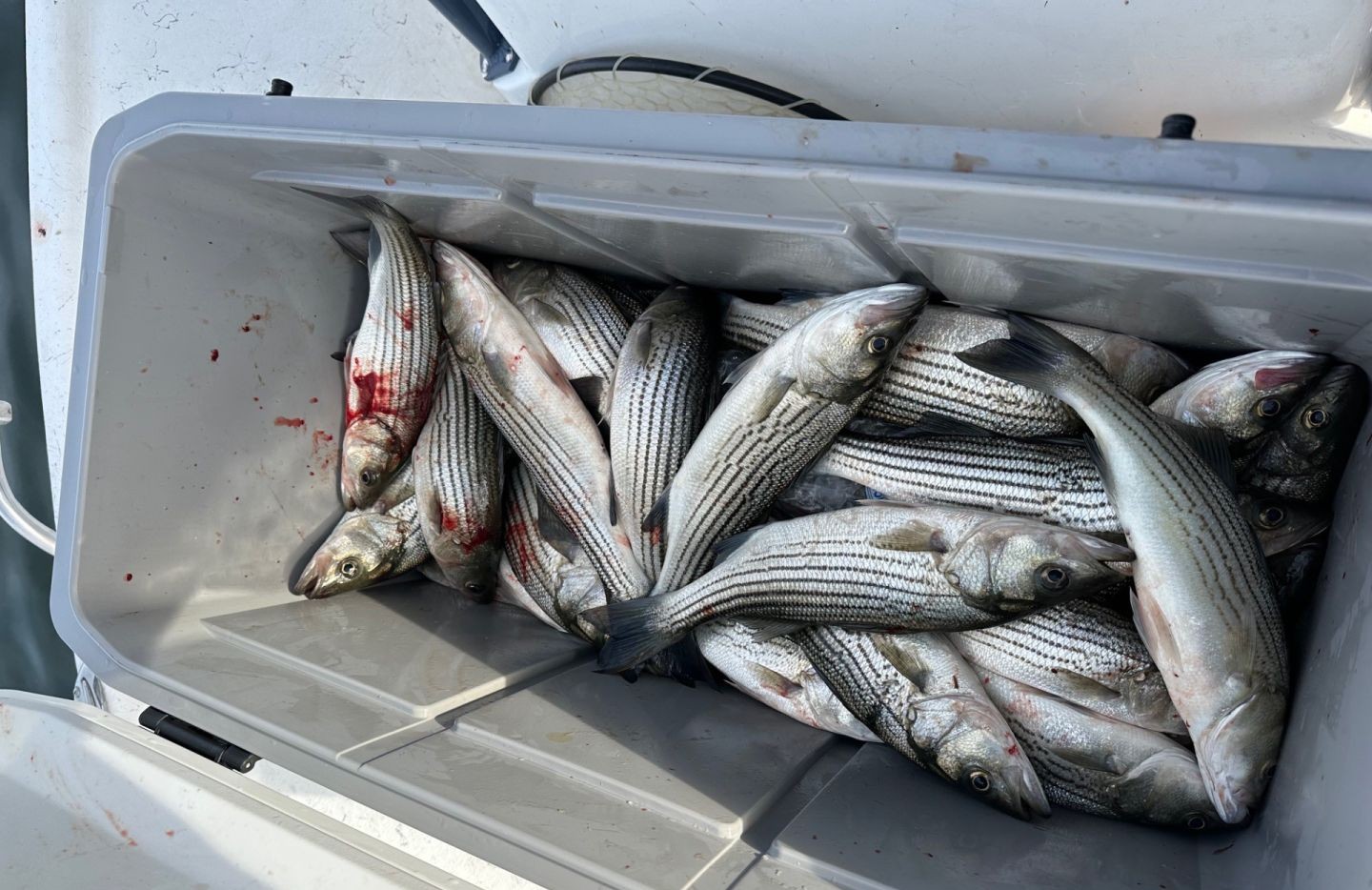 7 striped bass caught in Little Elm