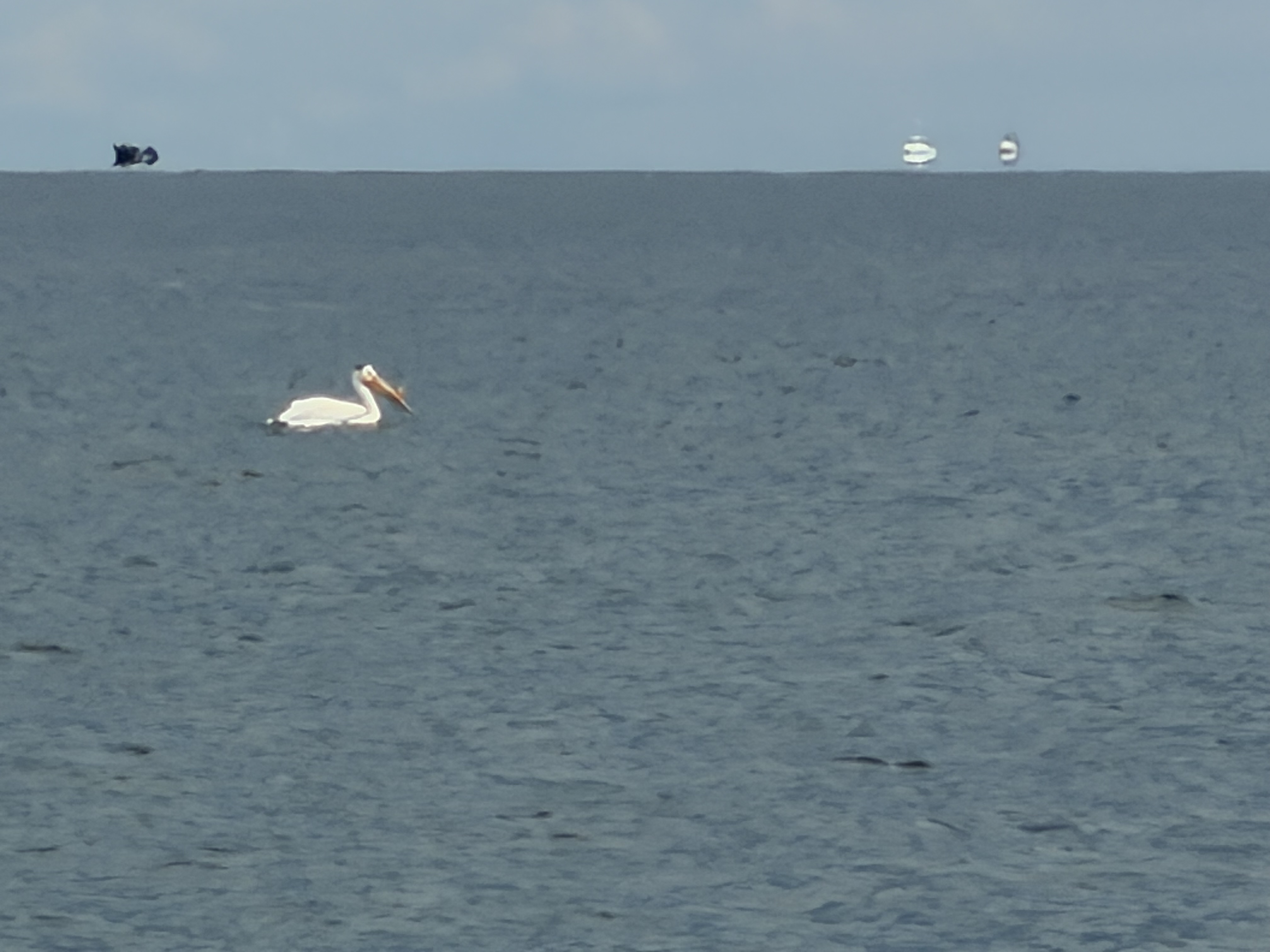 White pelican swimming in open water near Bay City MI with boats visible on horizon