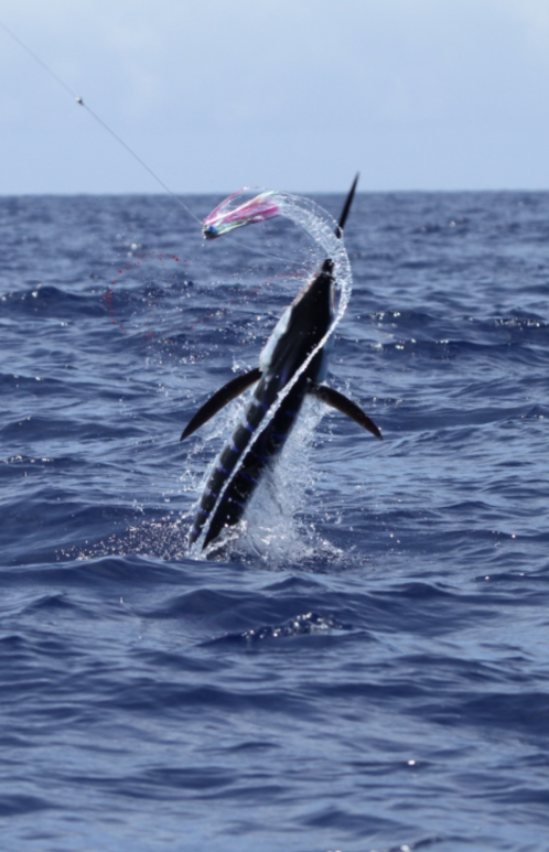 One fish caught while fishing in Hawaii