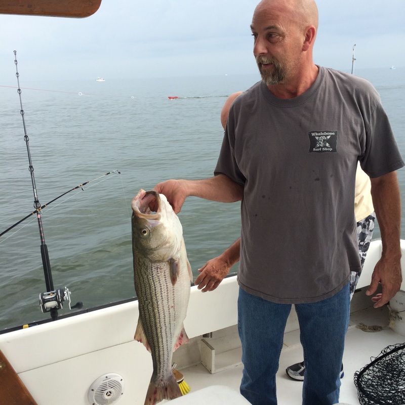 Striped Bass caught while fishing in MD