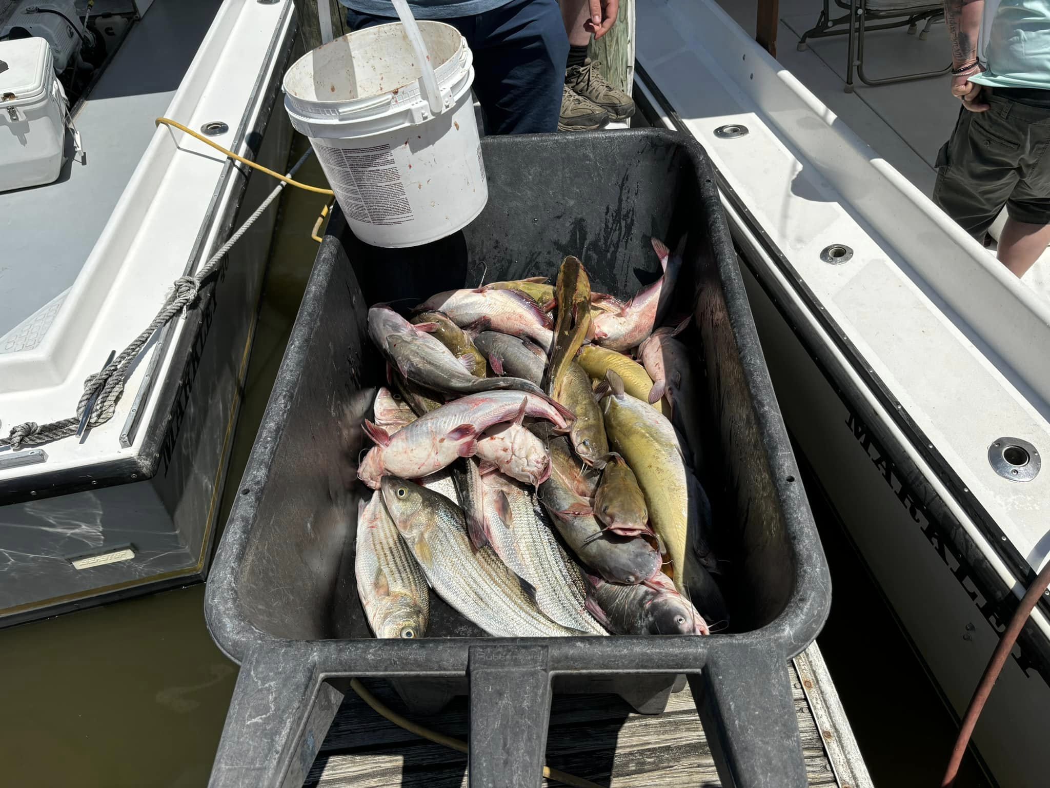 Three striped bass in a fishing location in MD
