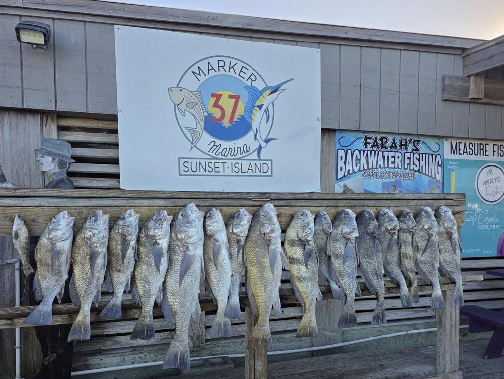 Display of caught Black Drum and Southern Kingcroaker fish hanging on wooden rack at Sunset Island marina in Corpus Christi TX