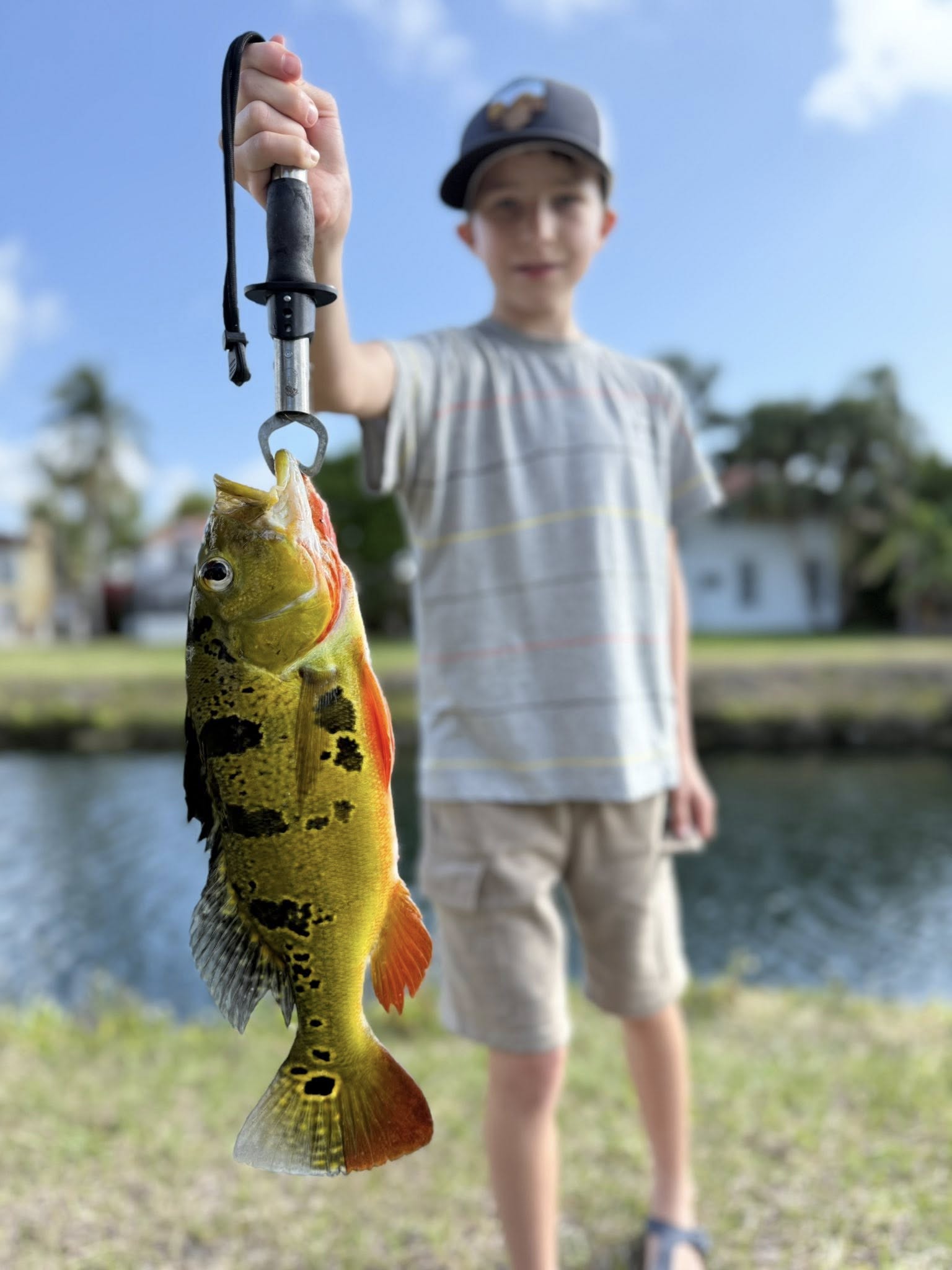 Peacock bass caught fishing in Miami FL held up by fishing grip tool