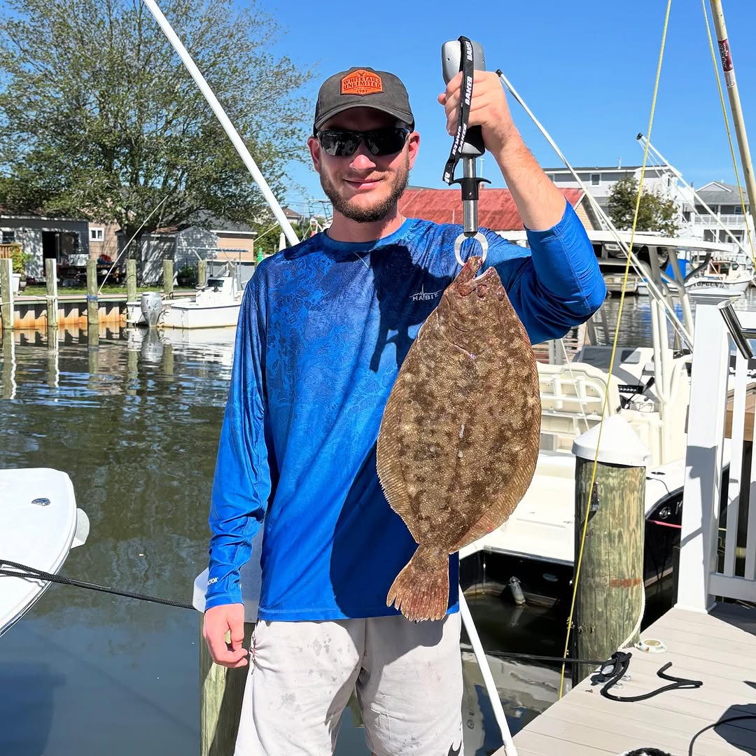 Summer flounder caught in Barnegat Light, New Jersey during fishing cruises