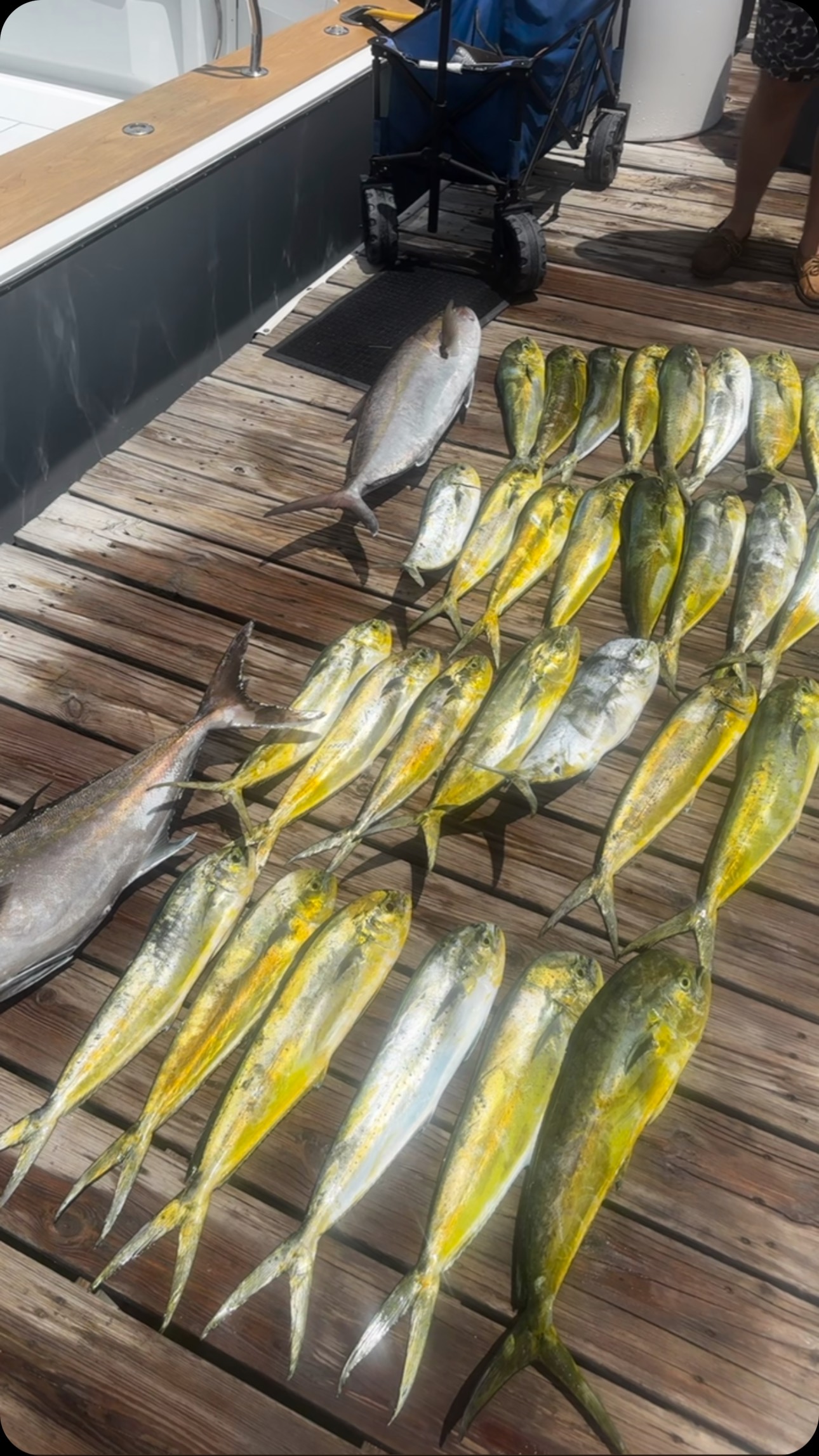 5 bar jack fish caught in FL