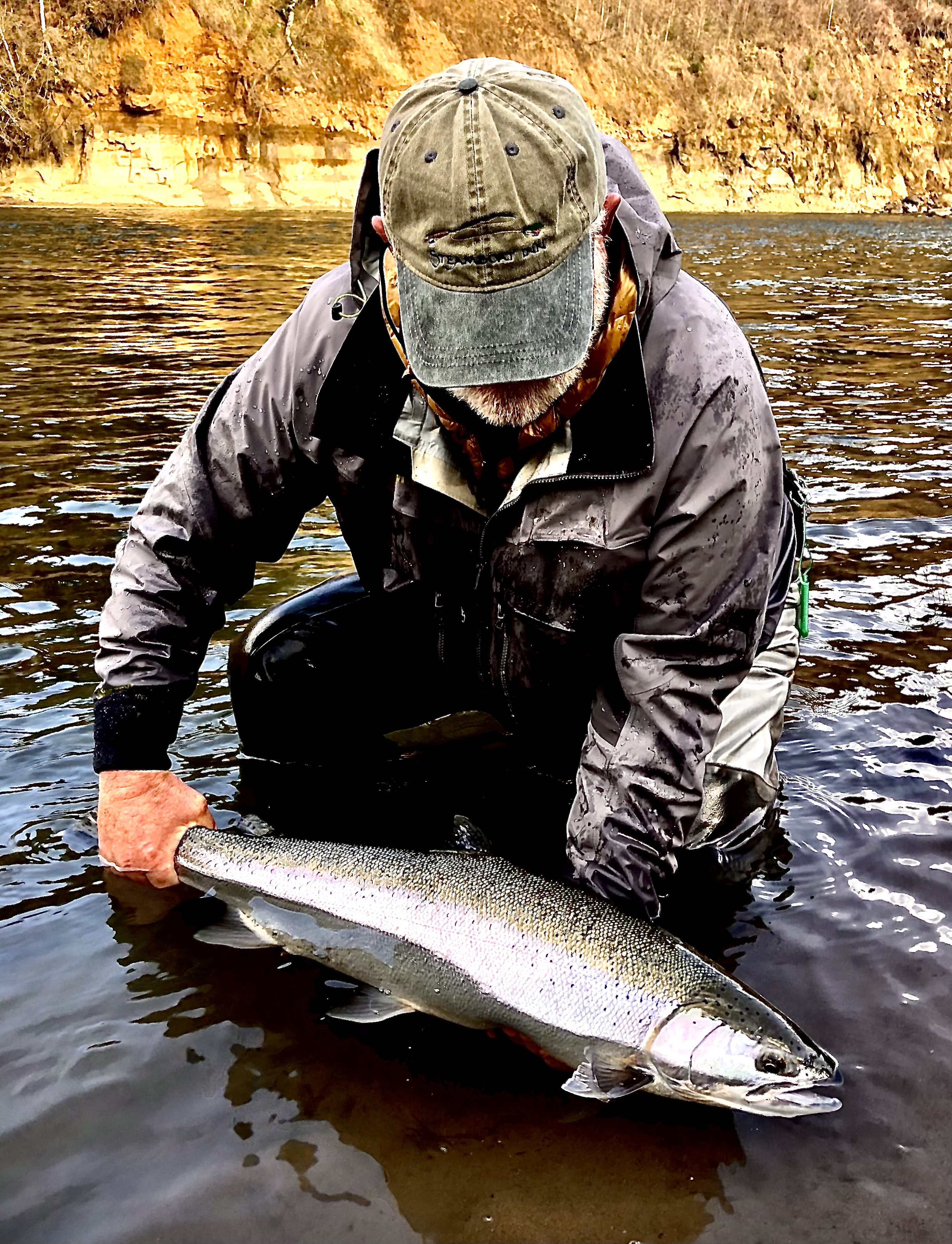 Chinook salmon in OR