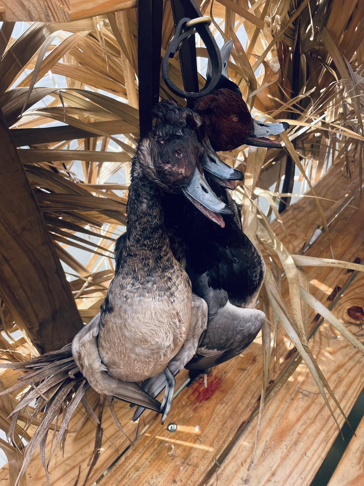 Two harvested ducks hanging from boat equipment in Port O'Connor TX fishing area