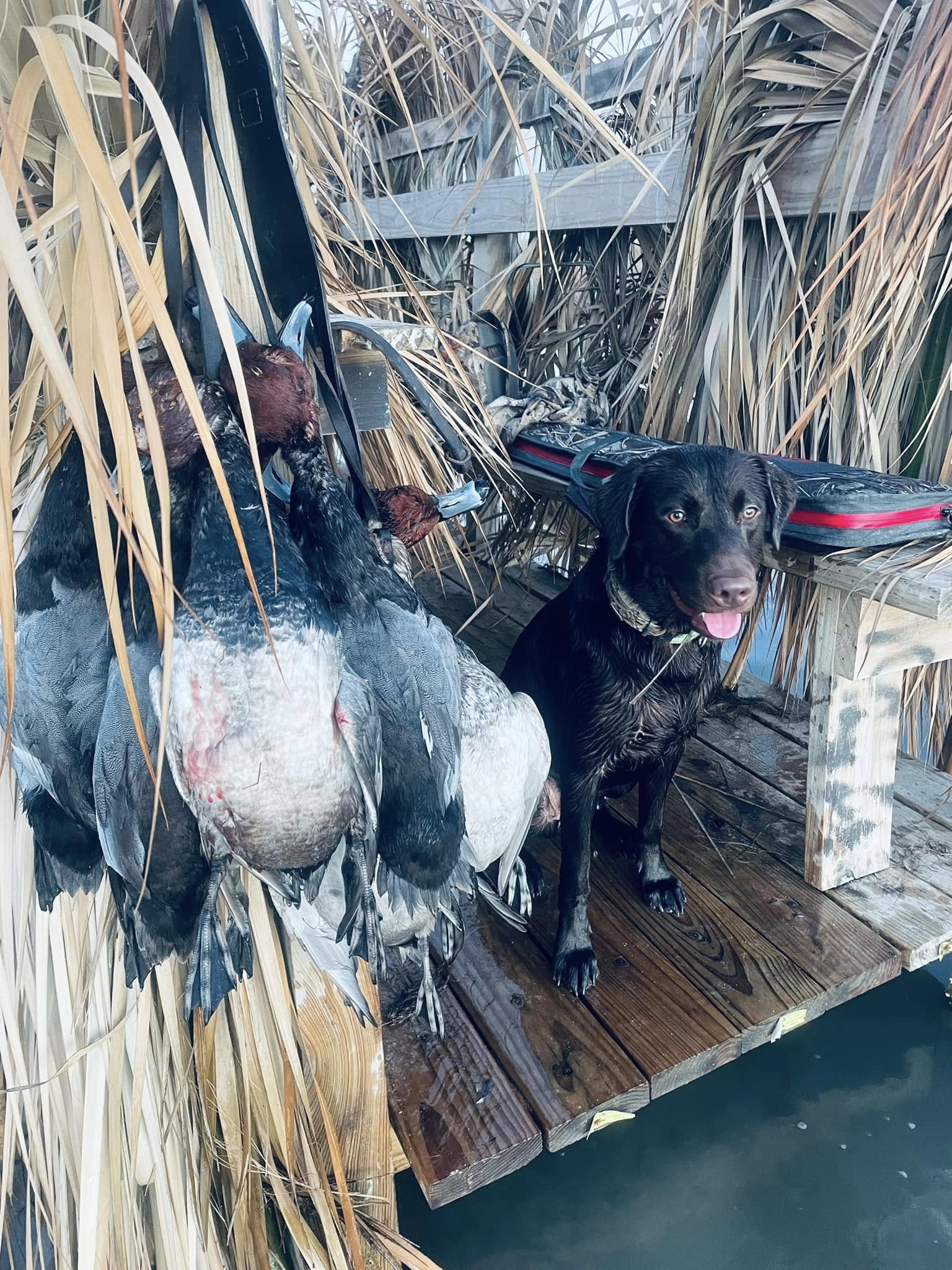 Black retriever dog sitting in duck blind with harvested waterfowl on wooden platform in Port O'Connor TX marsh