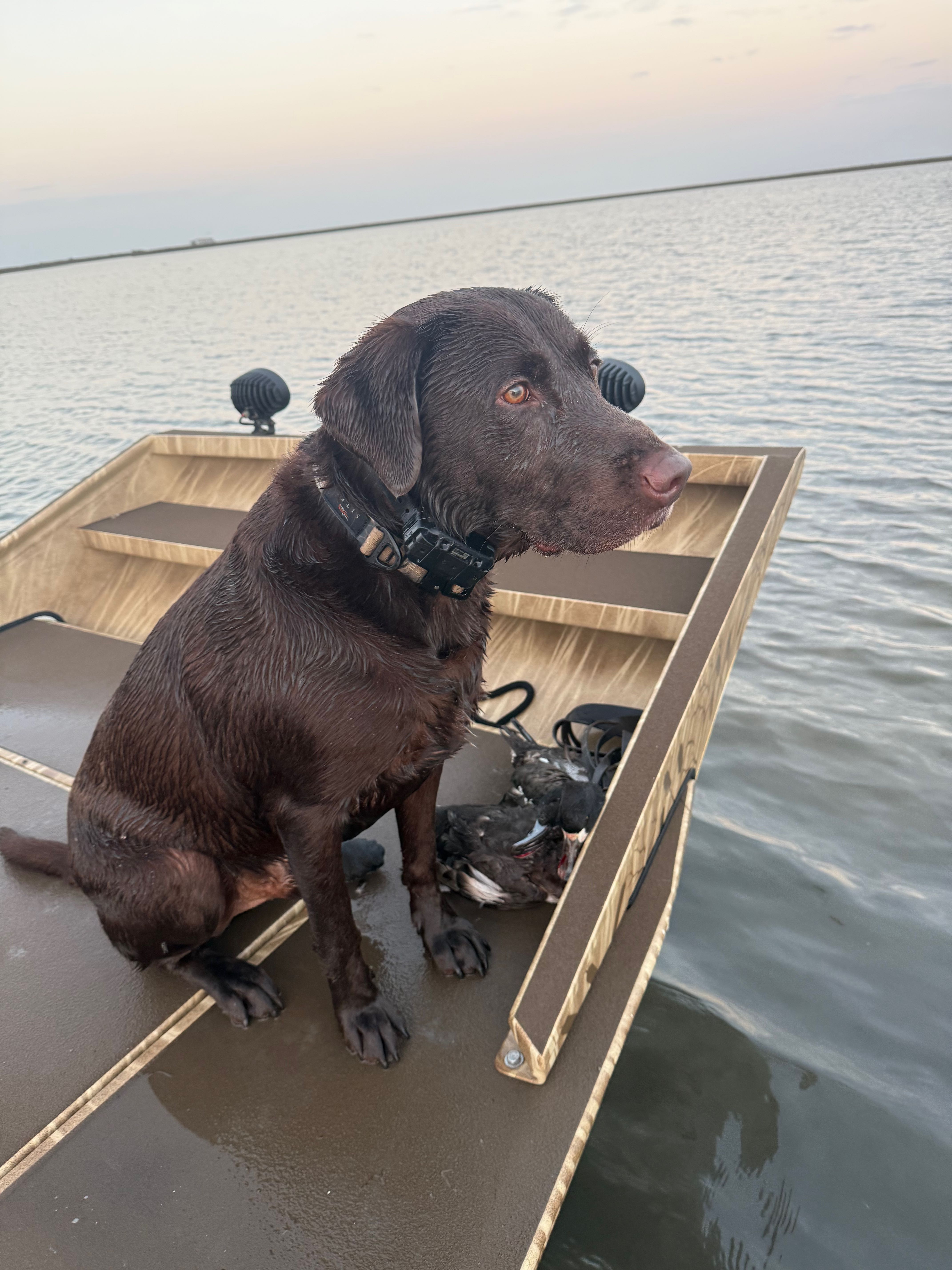Chocolate Labrador retriever hunting dog sitting in wooden boat on calm water in Port O'Connor TX
