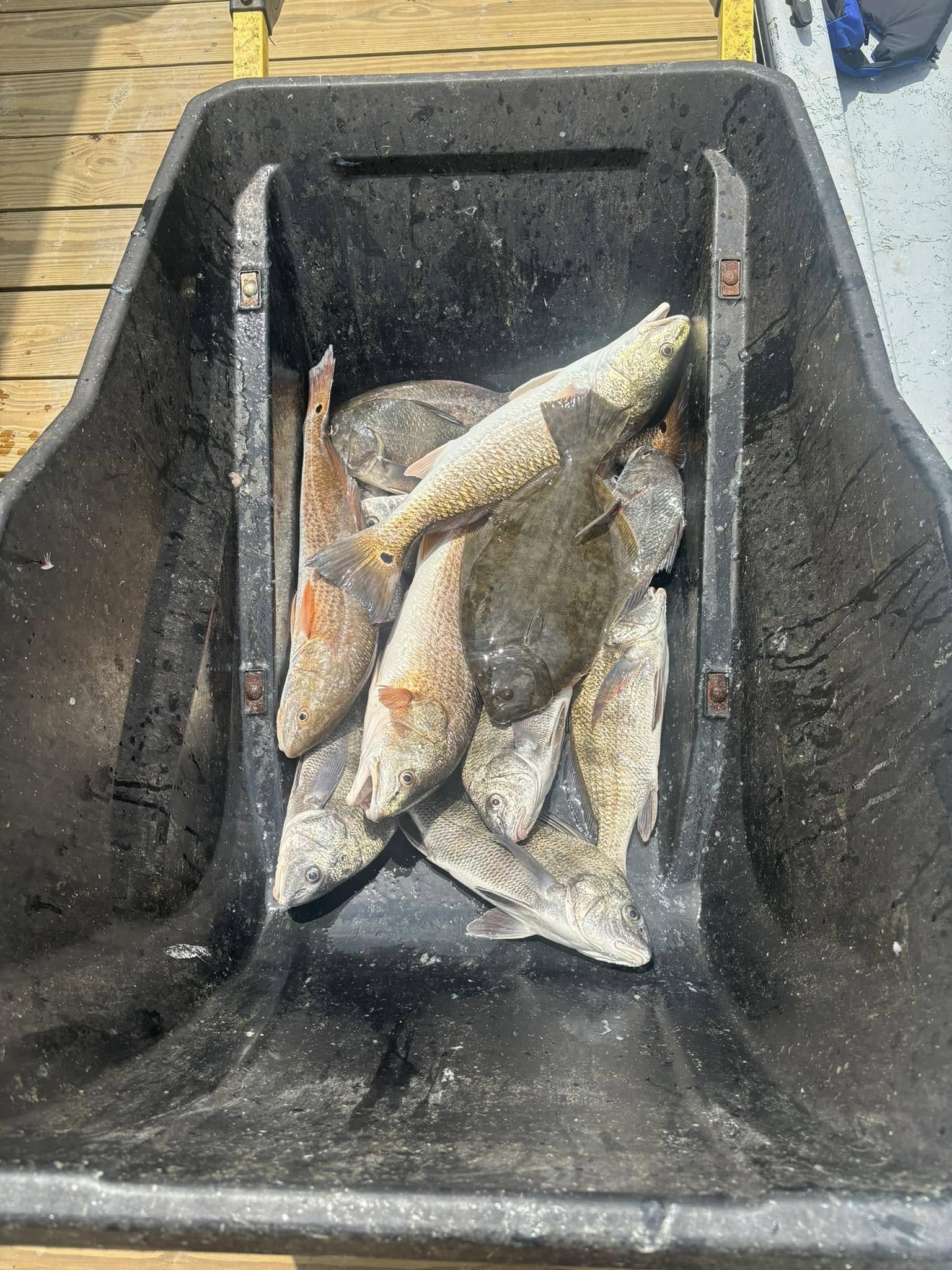 Fresh caught redfish in cooler from Port O'Connor TX fishing trip