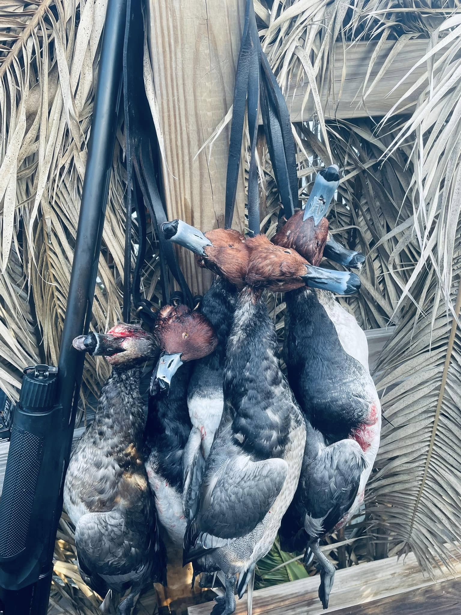 Freshly caught waterfowl from fishing tour in Port O'Connor TX