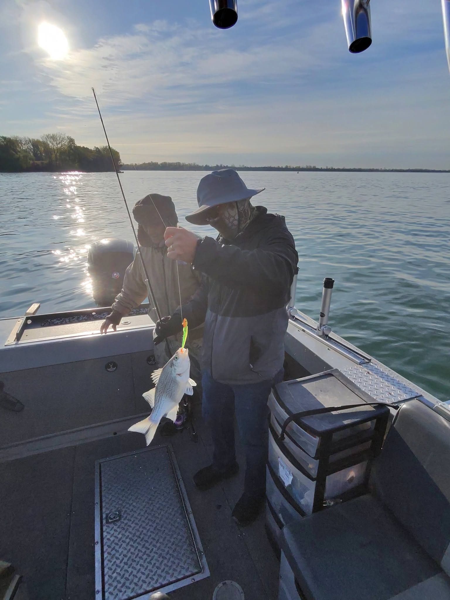 Fresh caught fish being held on fishing boat in Detroit MI waters
