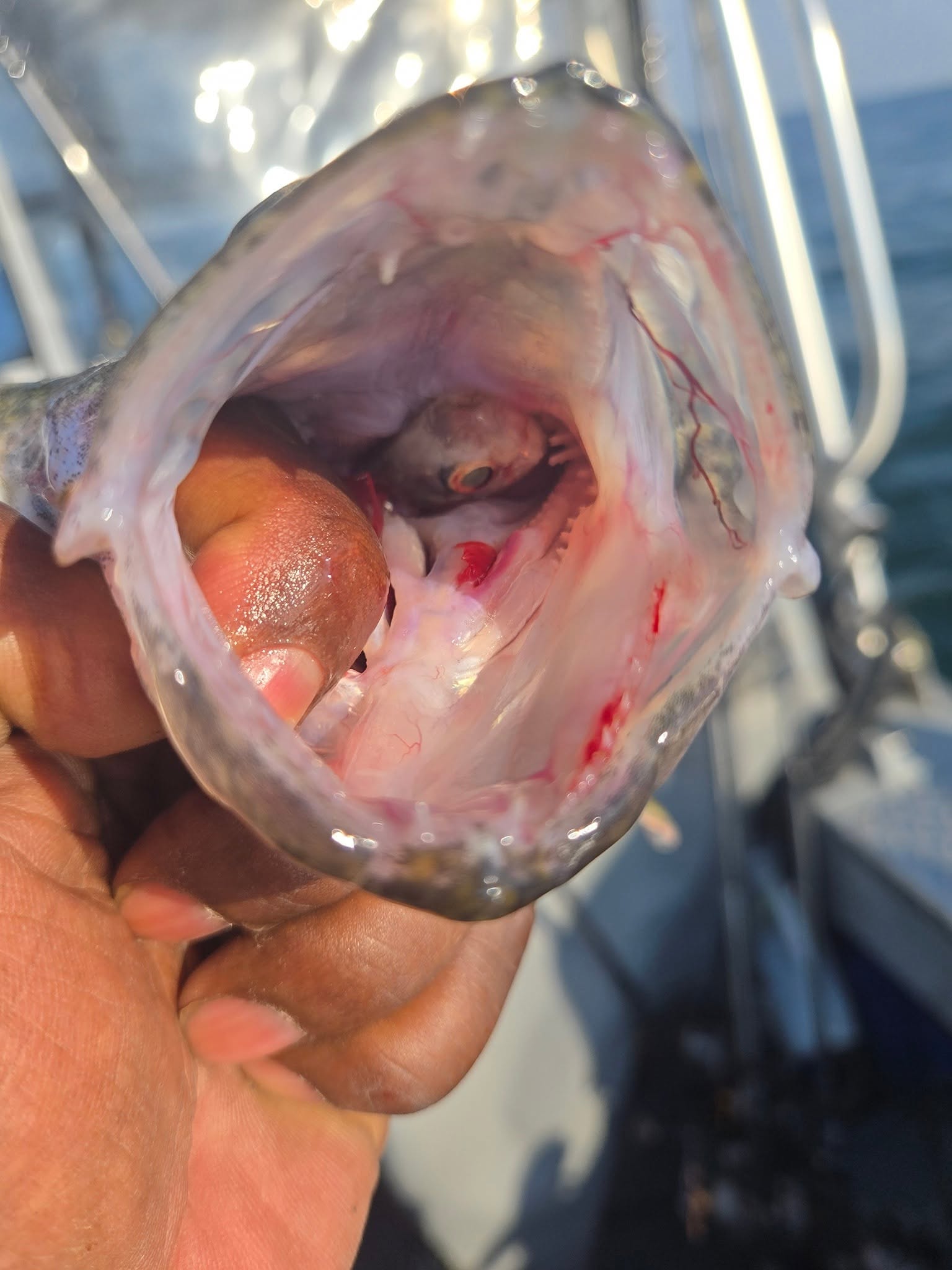 Freshly caught fish being held after fishing in Detroit MI