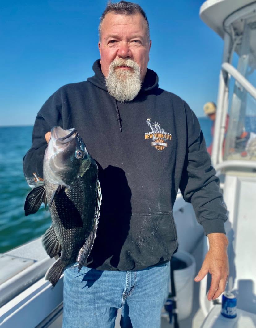 Black sea bass caught while fishing in Wareham MA waters