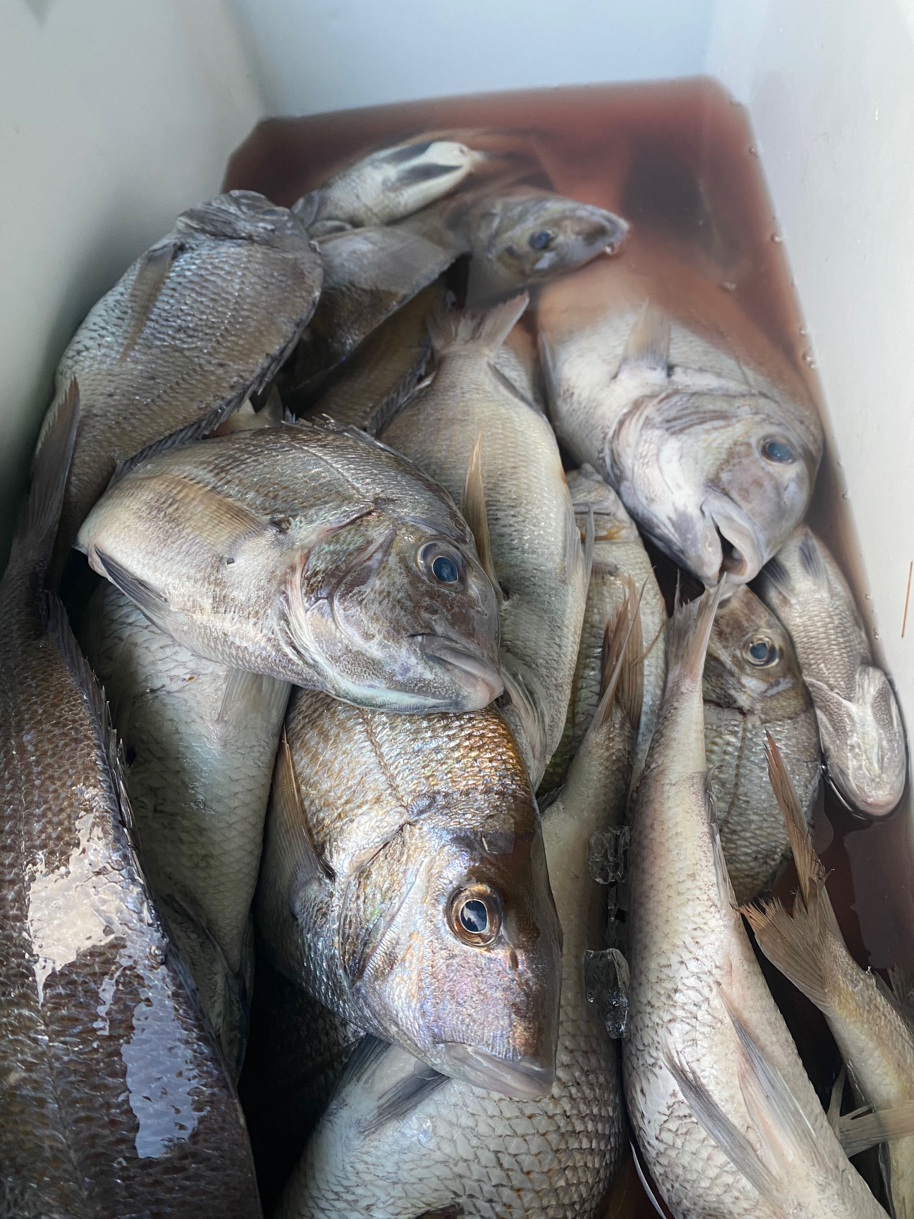 Fresh caught scup fish in cooler from Wareham MA fishing trip