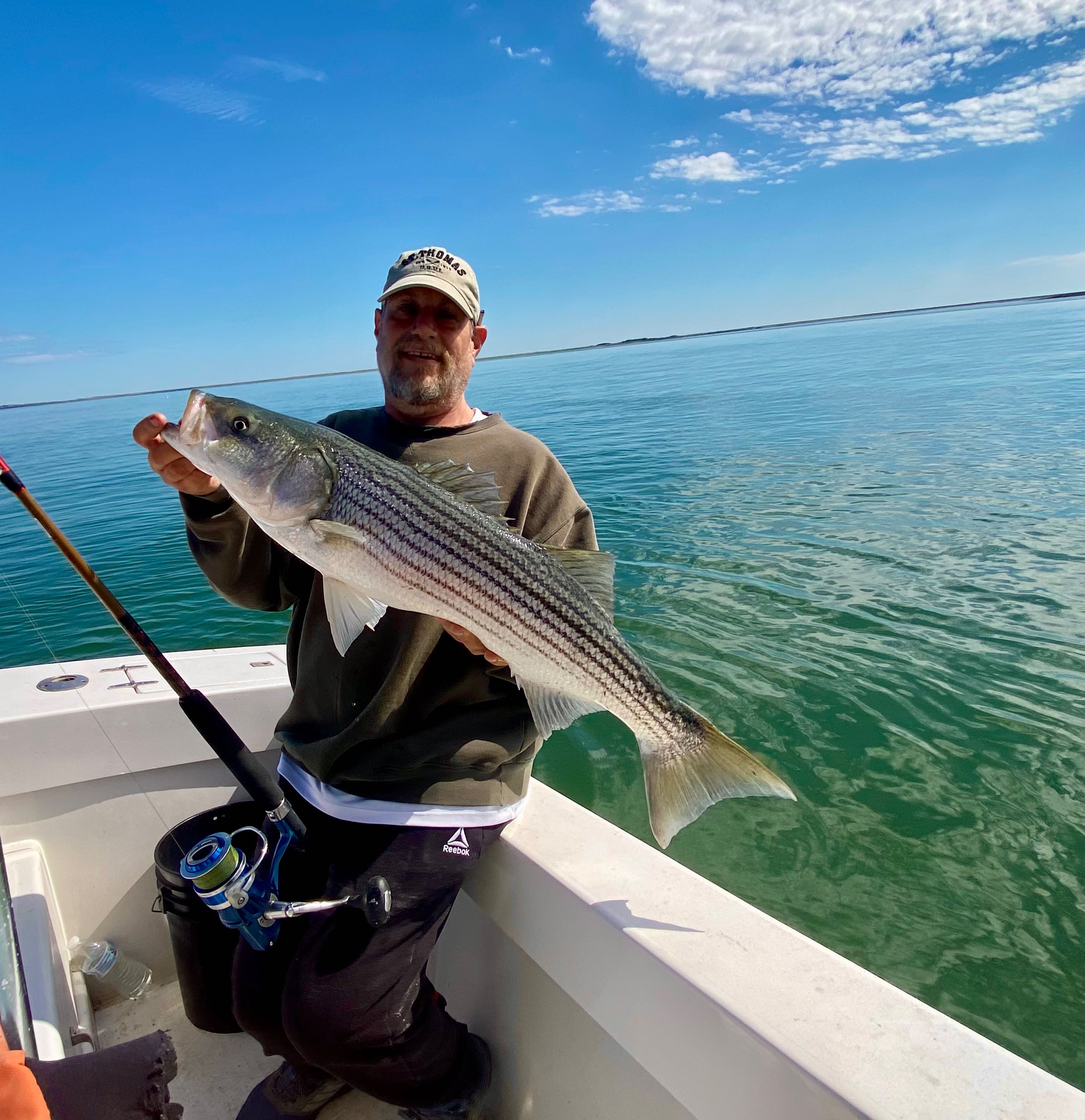 Striped bass catch on fishing boat in Wareham MA waters