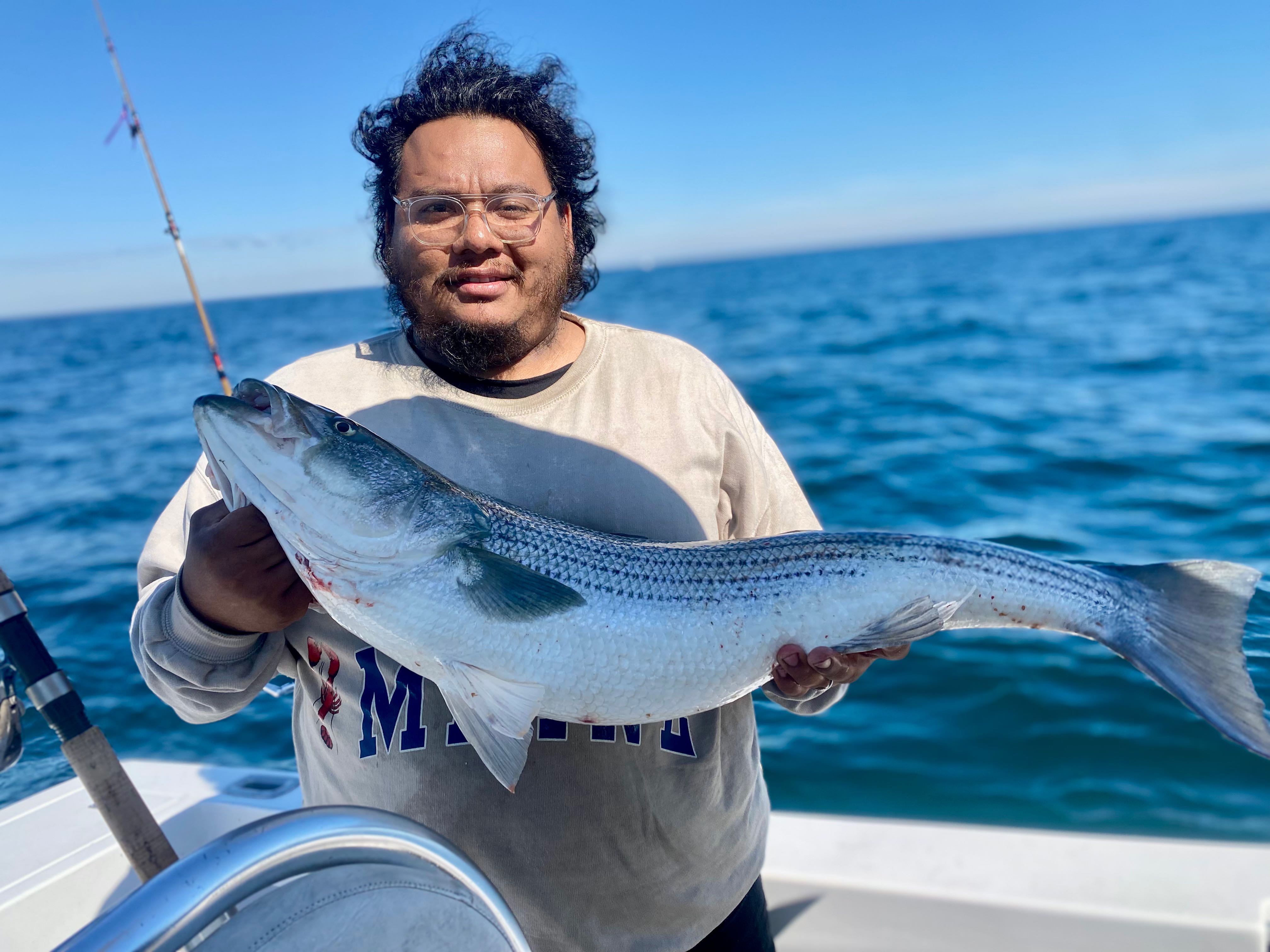 Striped bass catch displayed on fishing boat in Wareham MA waters