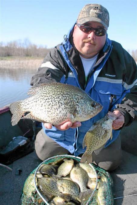 Fresh caught crappie displayed in fishing net on boat in Alba TX