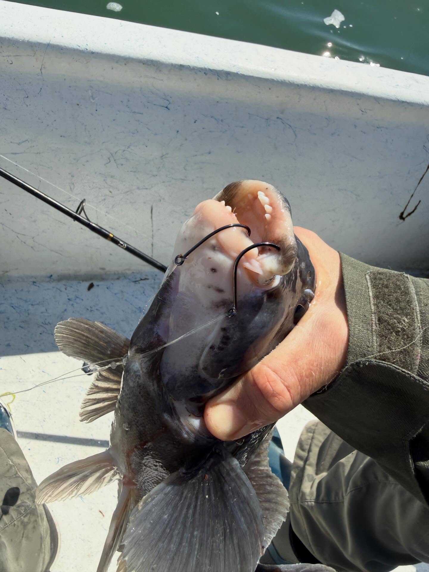 Black sea bass caught fishing in Salisbury MD waters held on boat deck