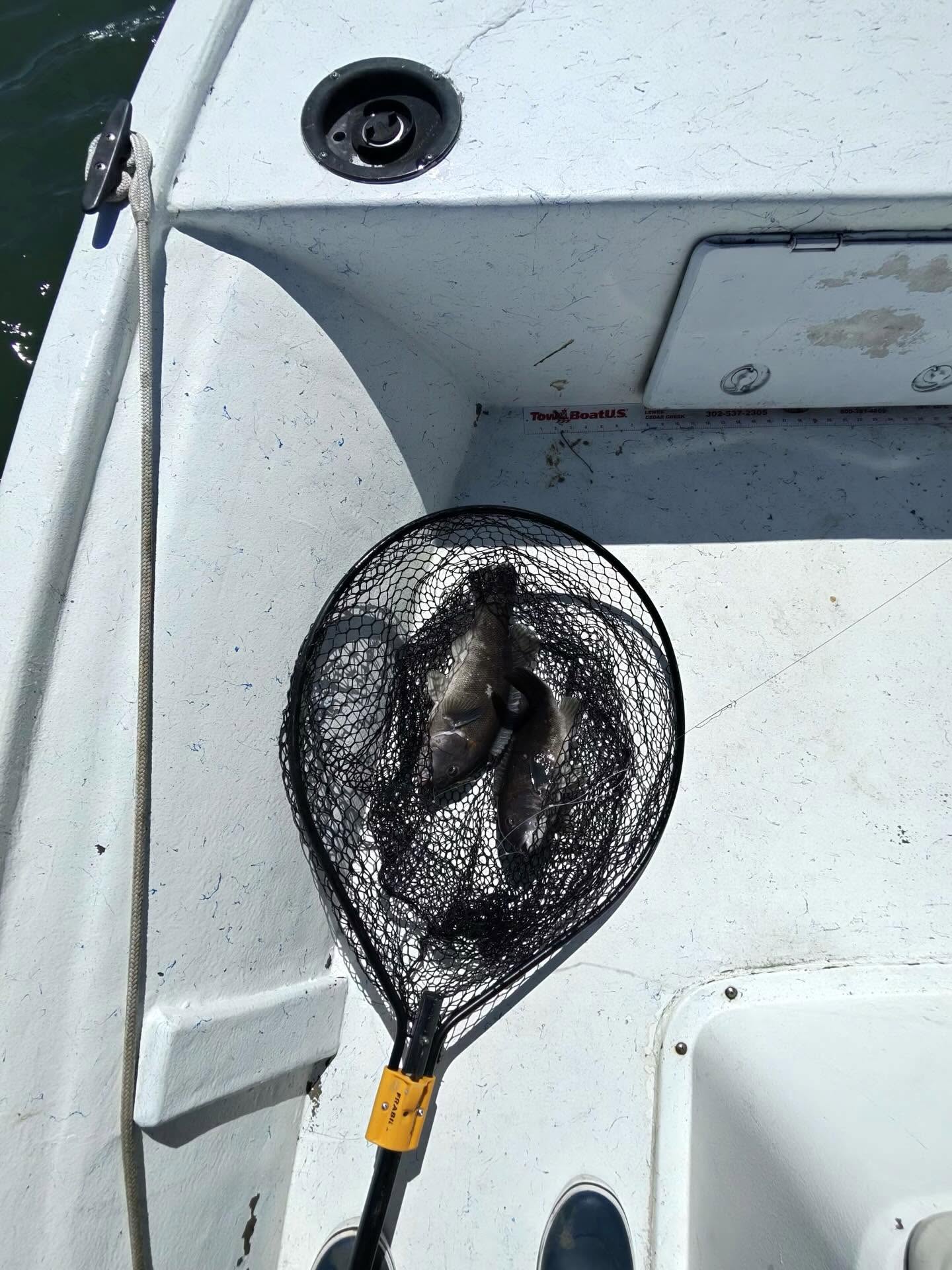 Fishing net with caught fish on white boat deck in Salisbury MD
