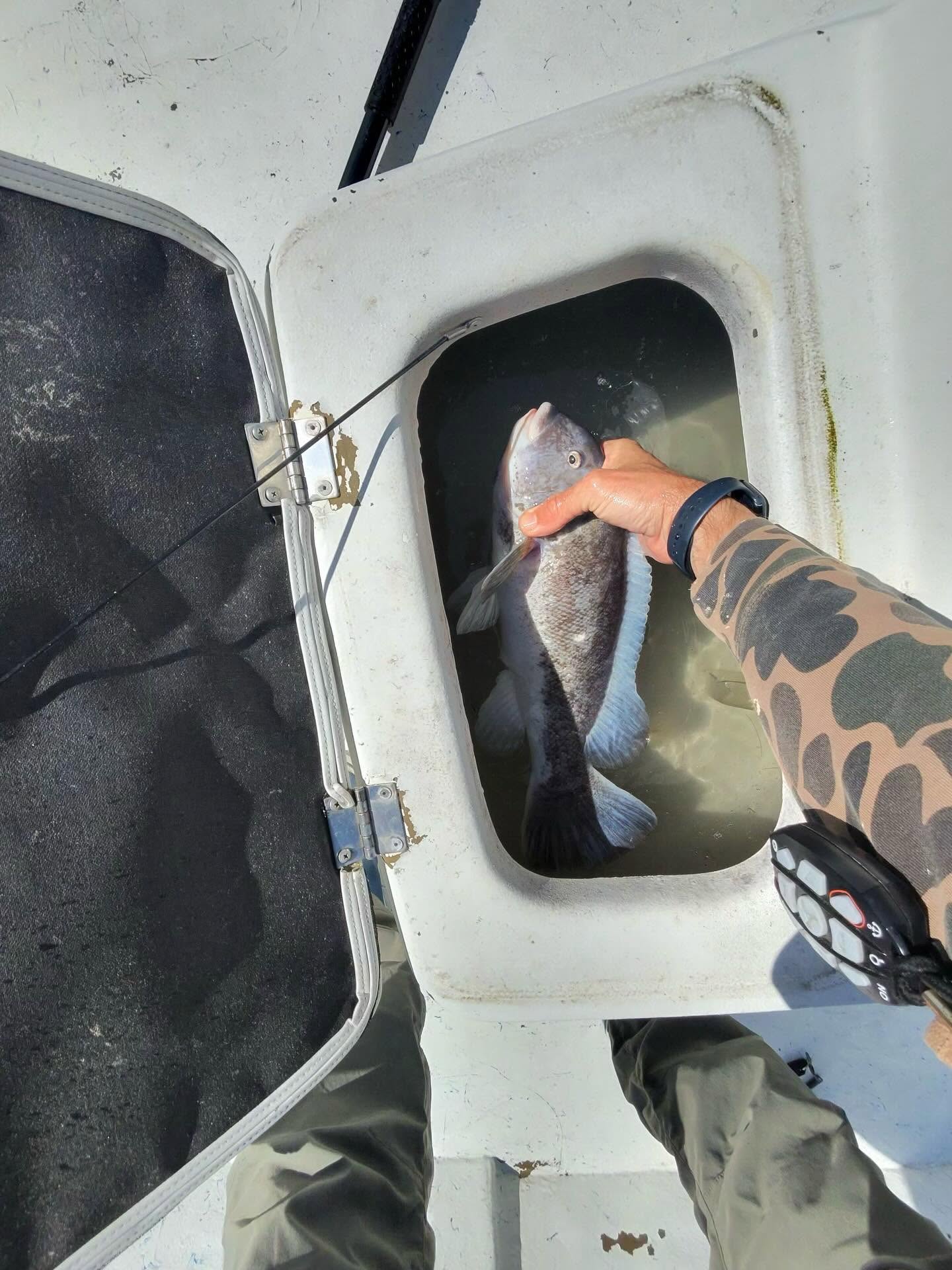 Tautog fish being held over boat livewell in Salisbury MD fishing trip