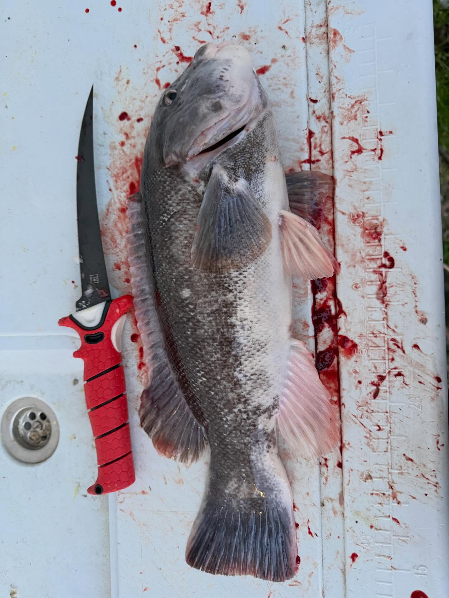 Fresh caught tautog fish on boat deck with fillet knife in Salisbury MD