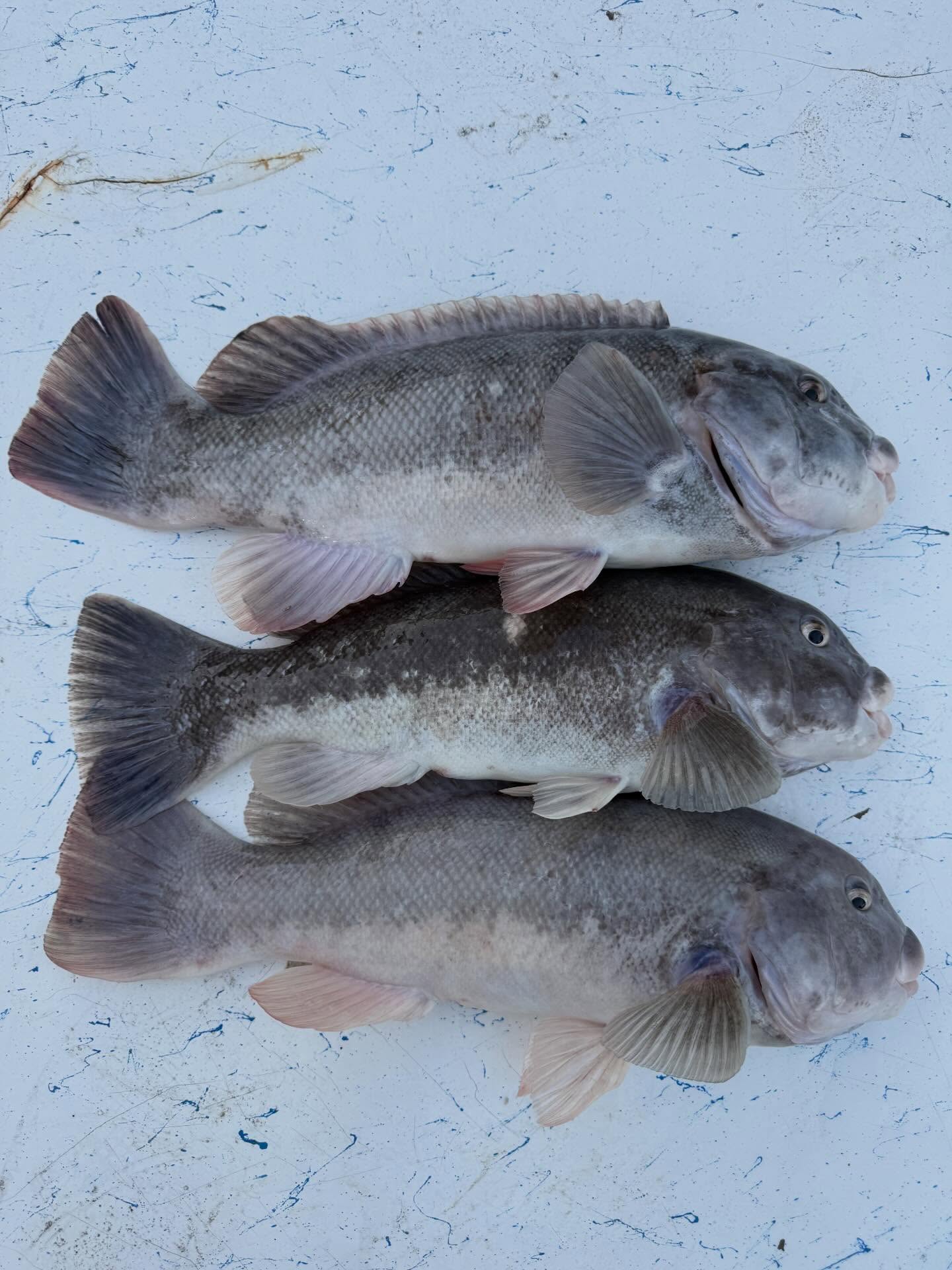 Three tautog fish caught fishing in Salisbury MD displayed on boat deck