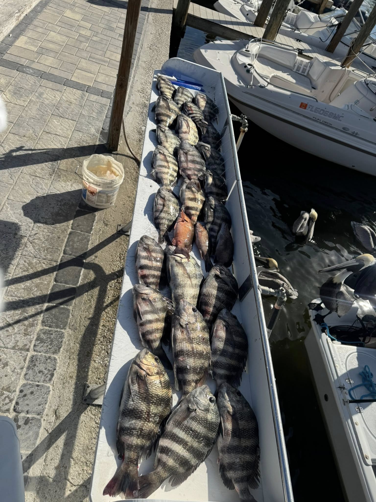 Fresh caught sheepshead fish displayed in cooler on dock at Cape Coral FL marina