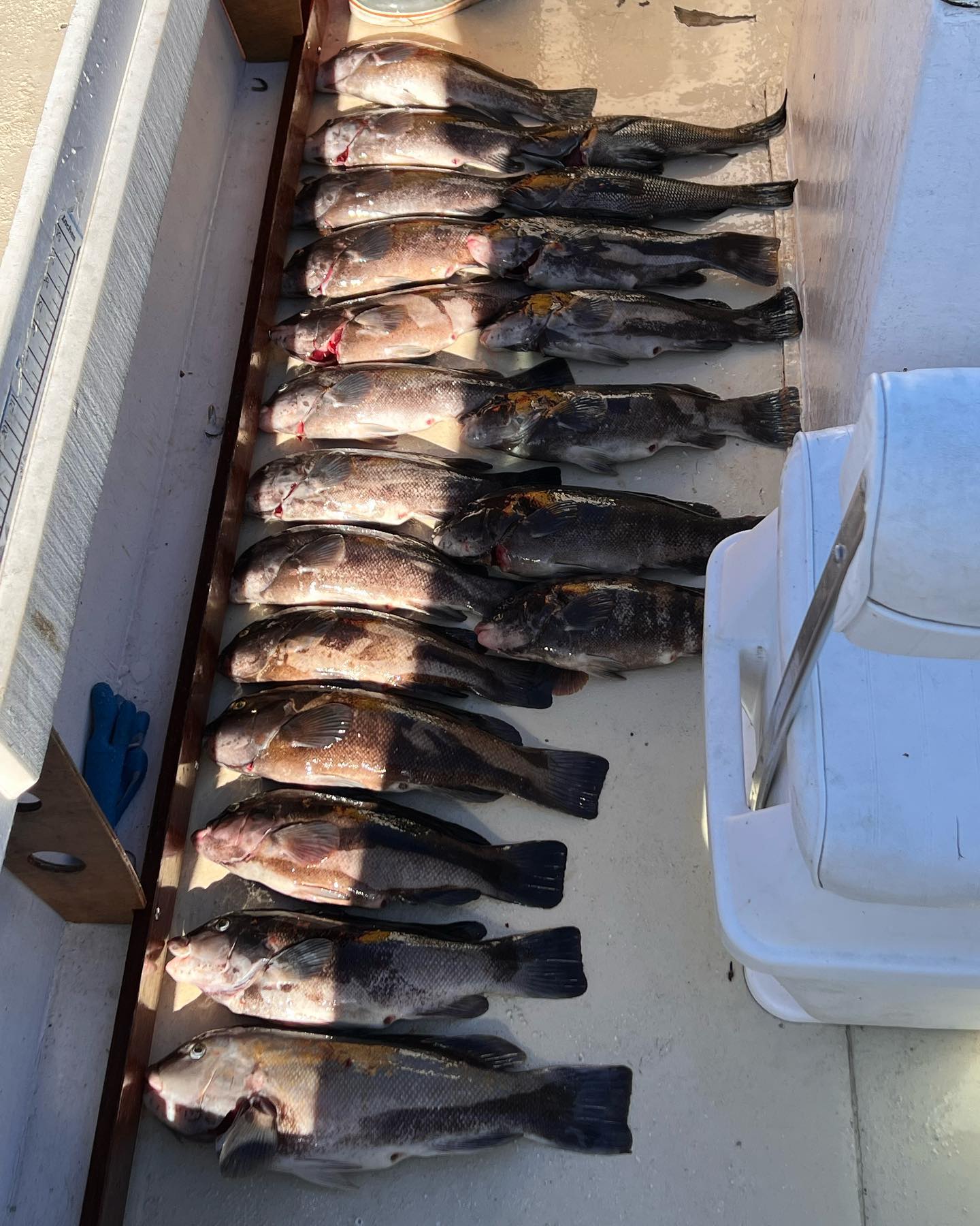 Anglers fishing in Groton, Massachusetts with a catch of 13 fish