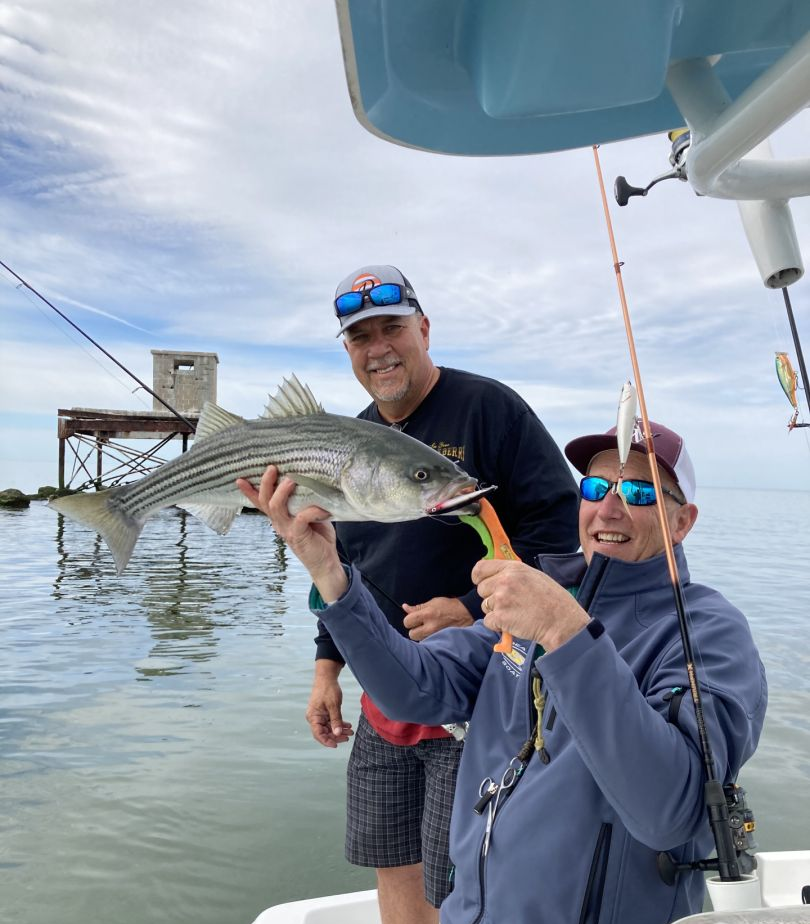 Striped bass caught in Maryland while fishing
