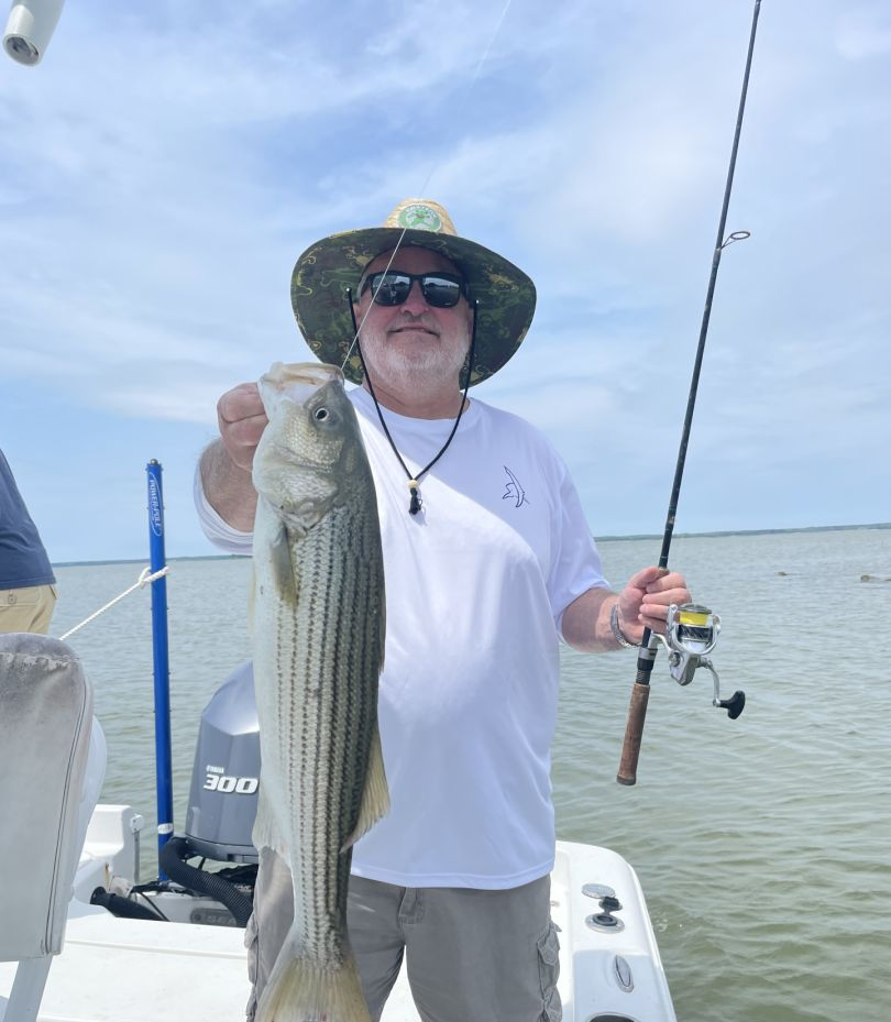 Striped bass caught by angler in Maryland