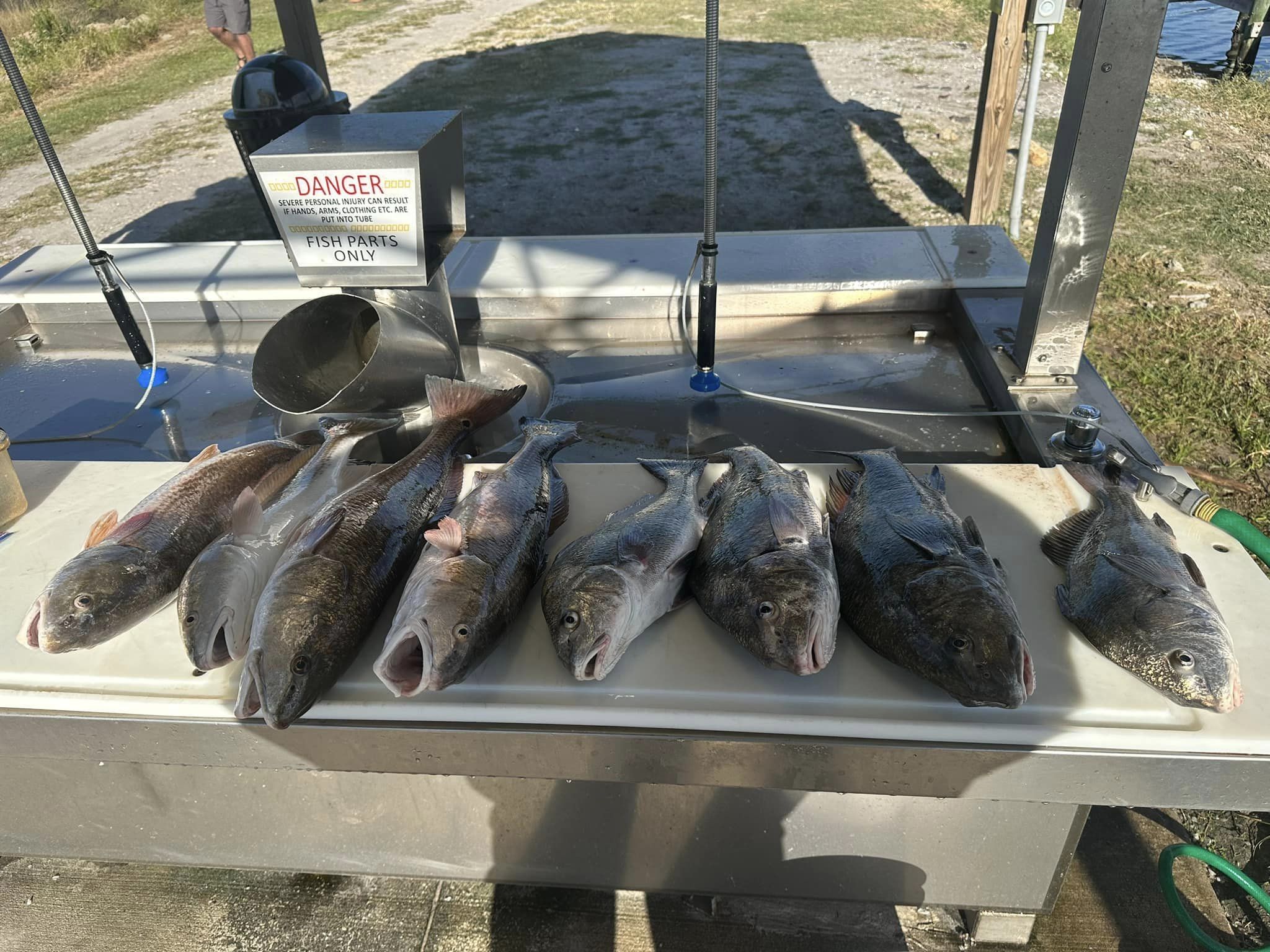5 black drum fish caught in FL