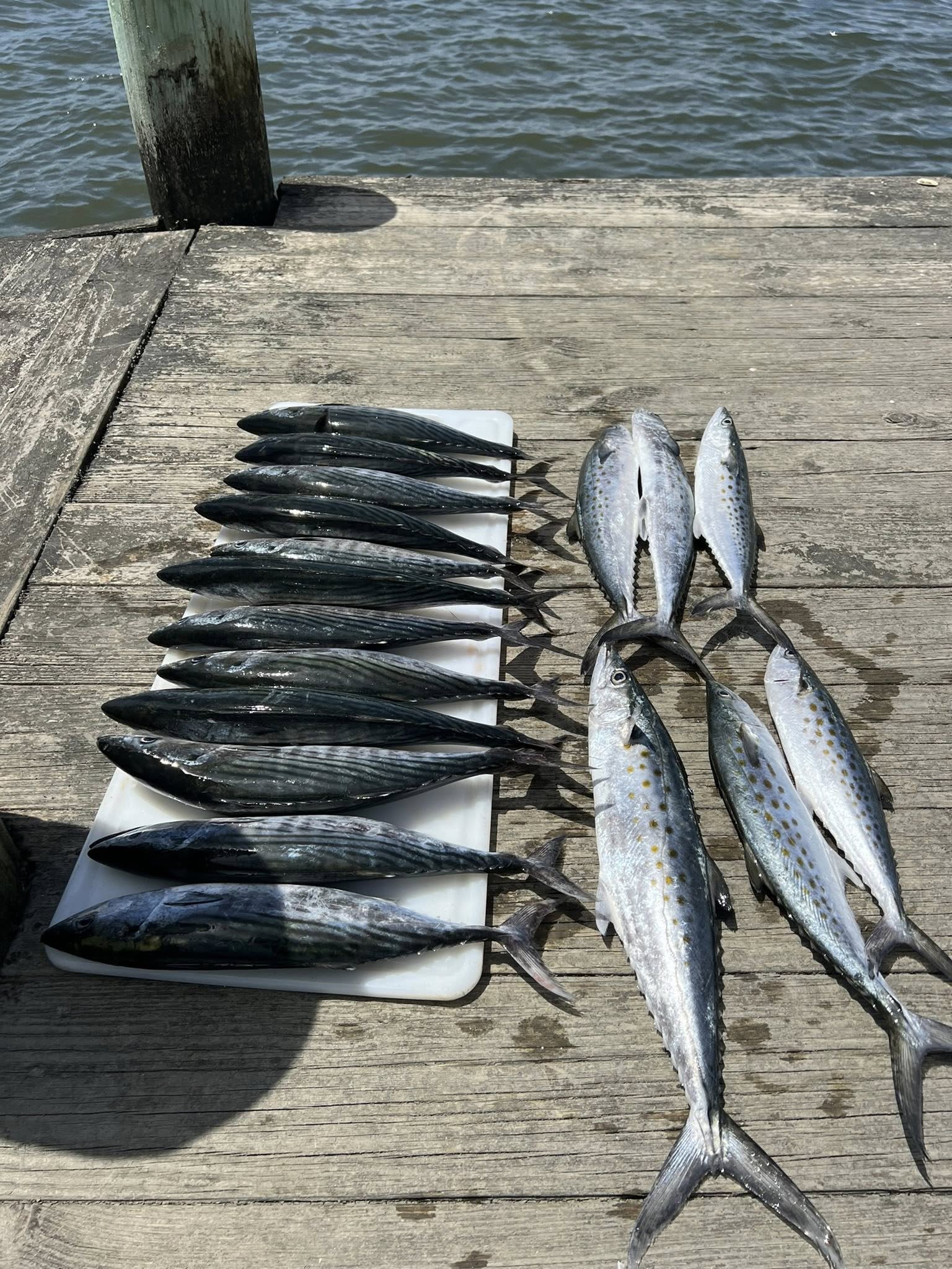 5 Spanish mackerel fish caught in Bolivia
